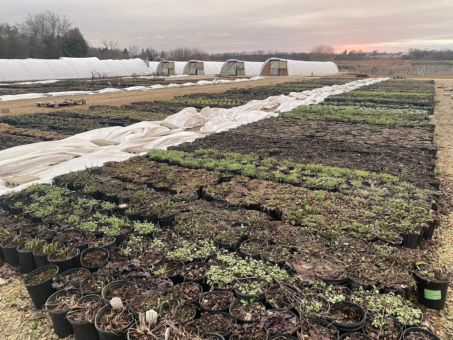 A farm first as we uncovered our starts earlier than ever before.
What garden firsts are you experiencing?
#northwindperennialfarm 
#cultivateeducateinspire 
#westfield 
#spring
#perennialplants 
#explorewisconsin 
#daylightsavings