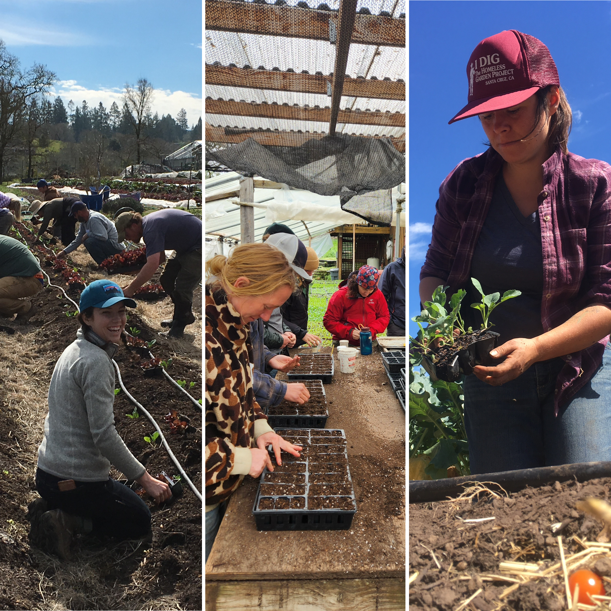 People engaged in gardening activities, planting seedlings, and working with soil in an outdoor farm setting under sunny skies.