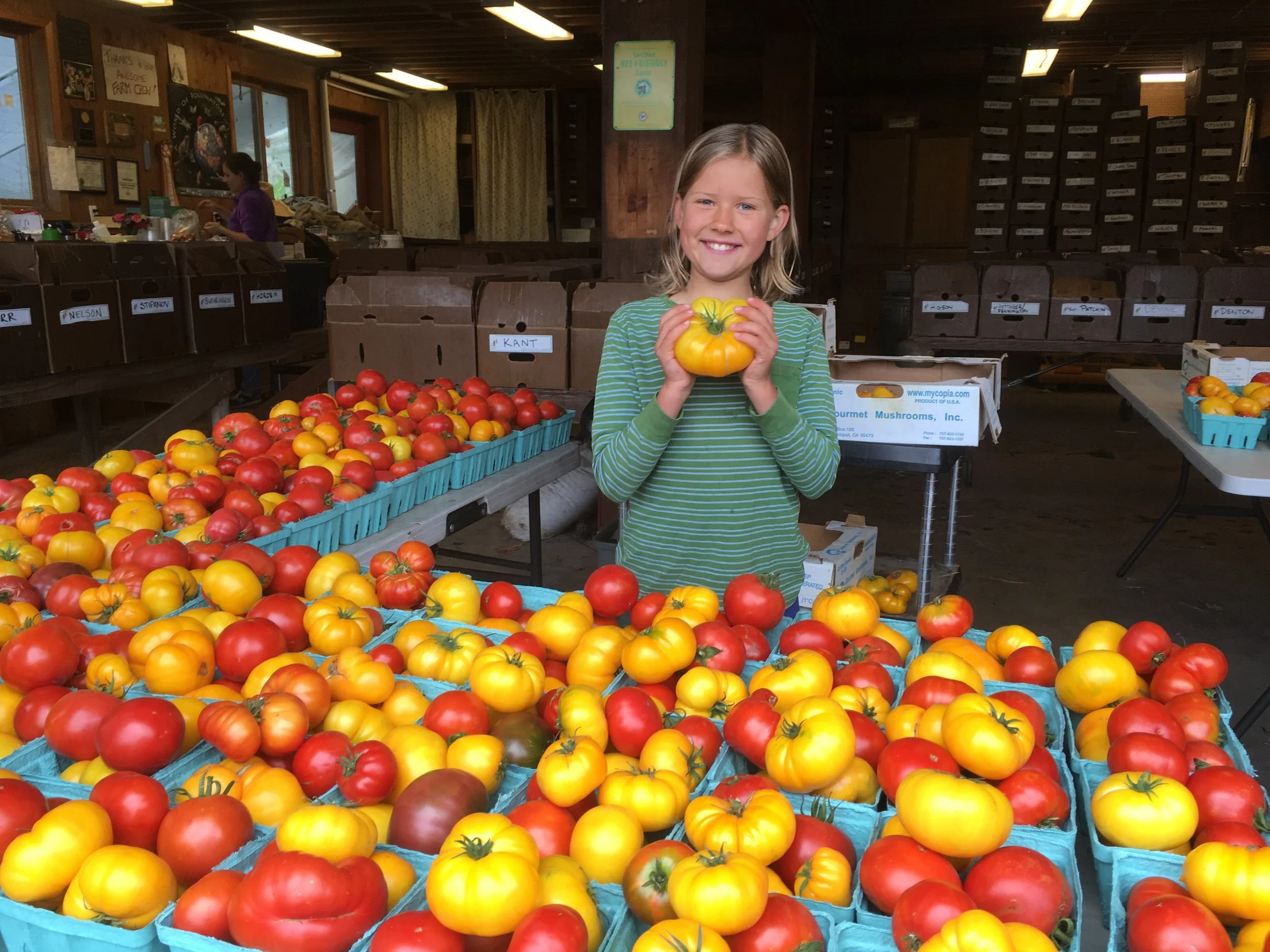 CSA Tomatoes Anna 2.JPG