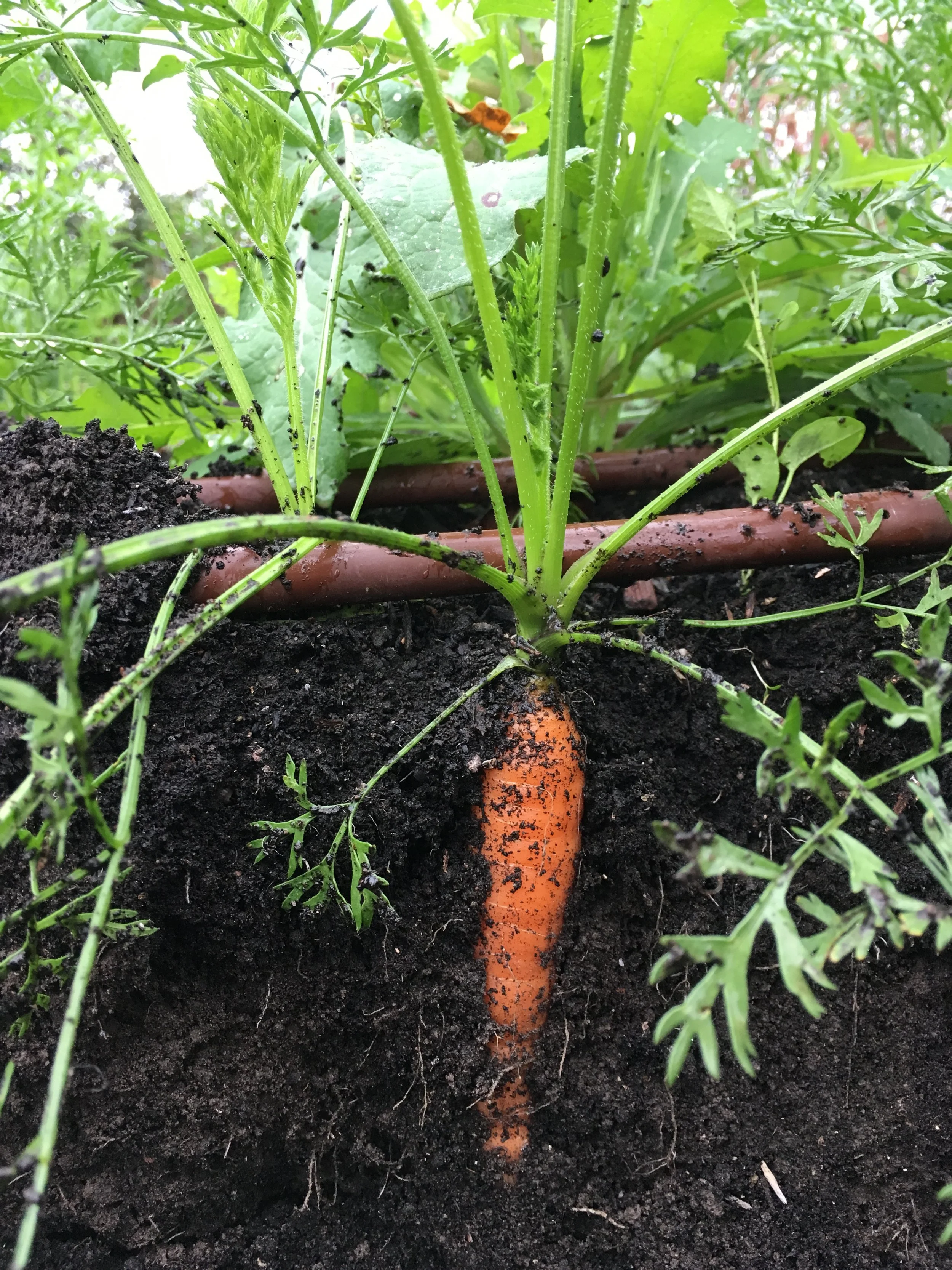 Soil with Carrot cross section.JPG
