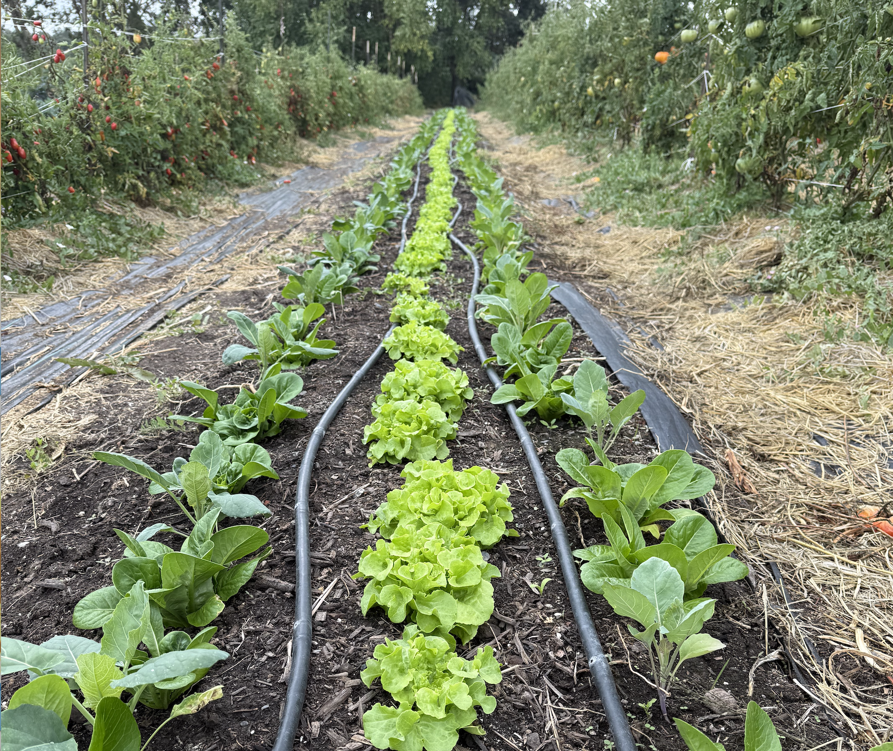 9/10/25 Brassicas are in the GROUND (almost)