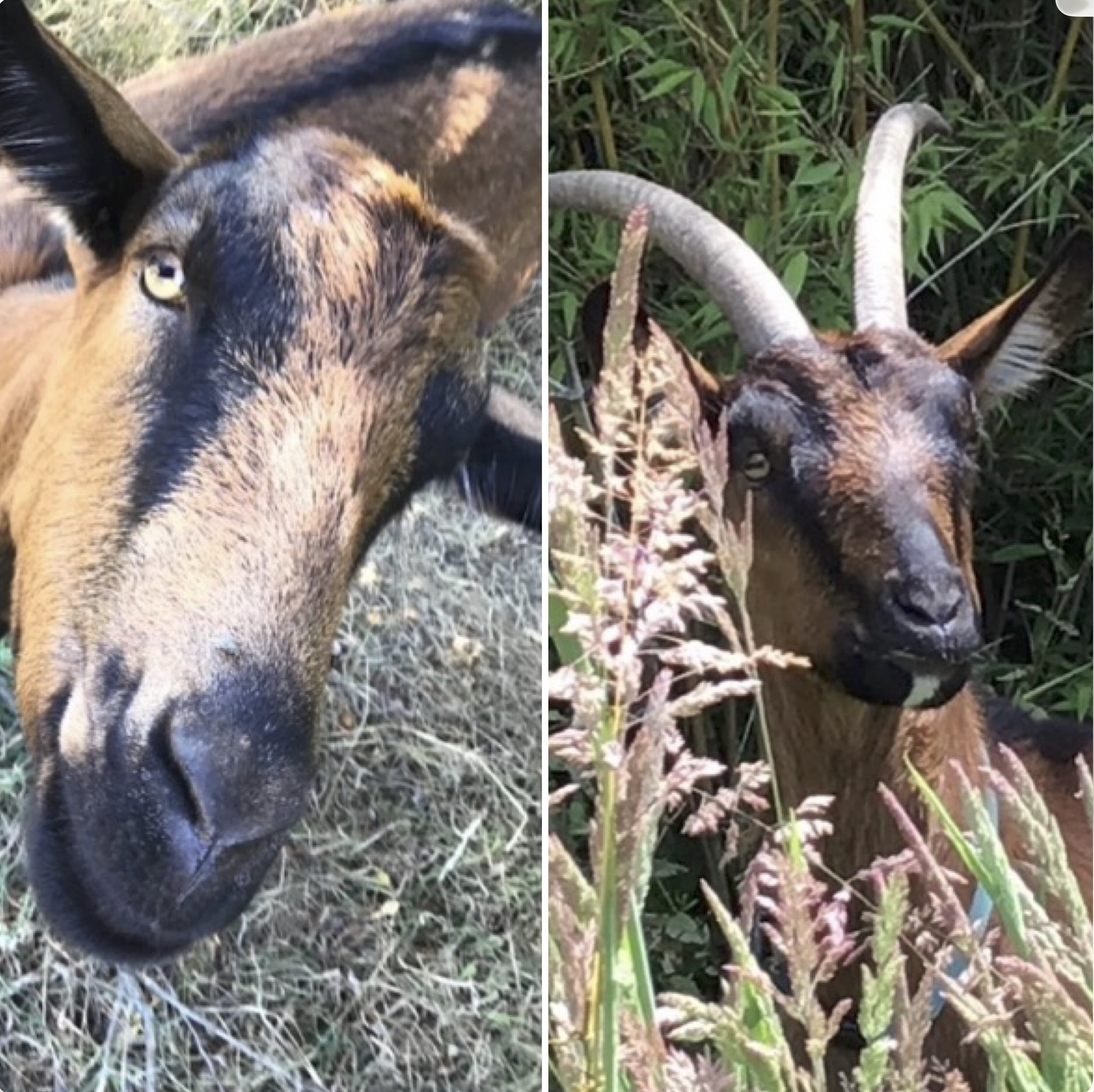 4/15/26 Logistics, New Pick-Up Site @ Green Valley and Happy Birthday to our Goats!