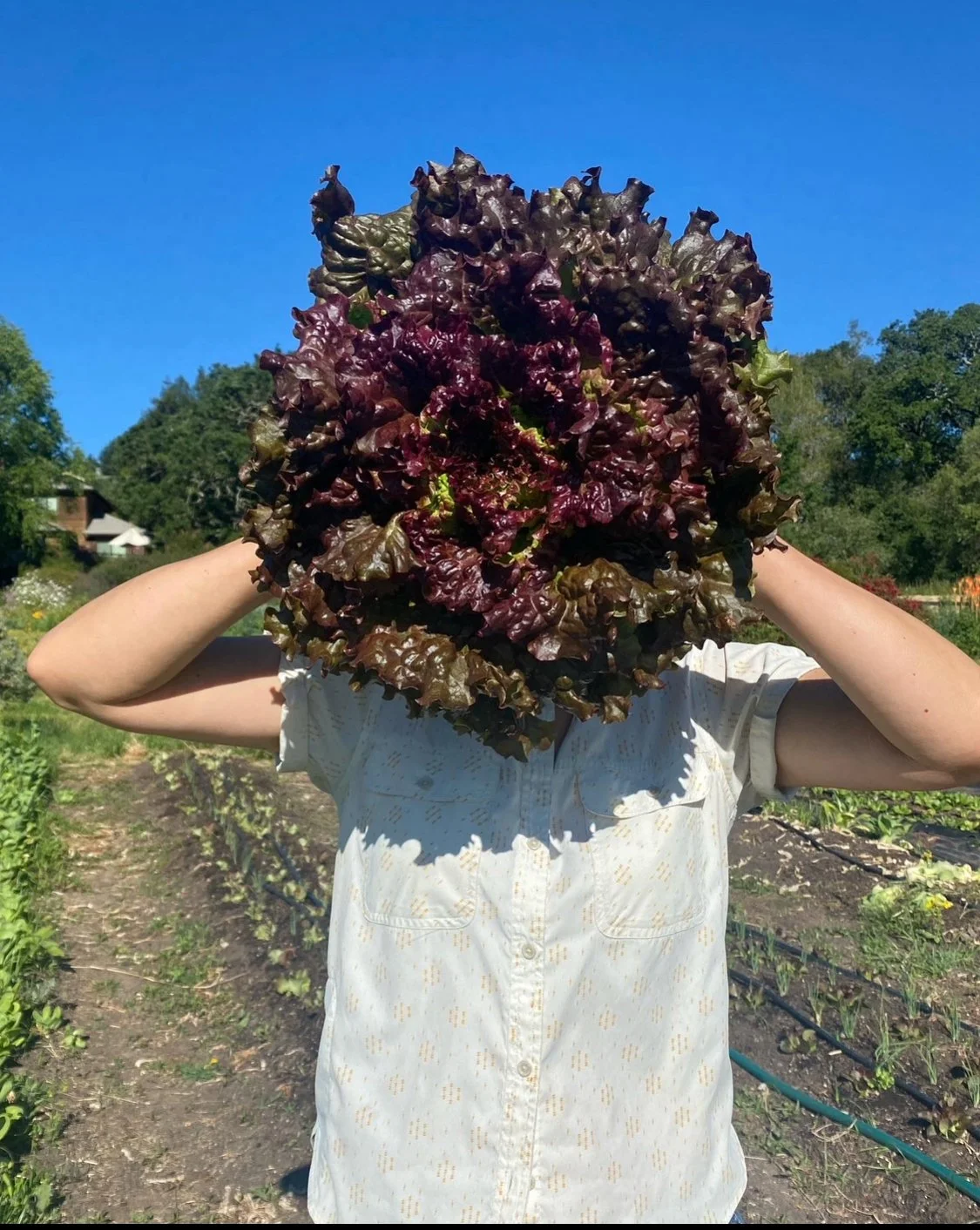 5/27/26 Spring Lettuce Season