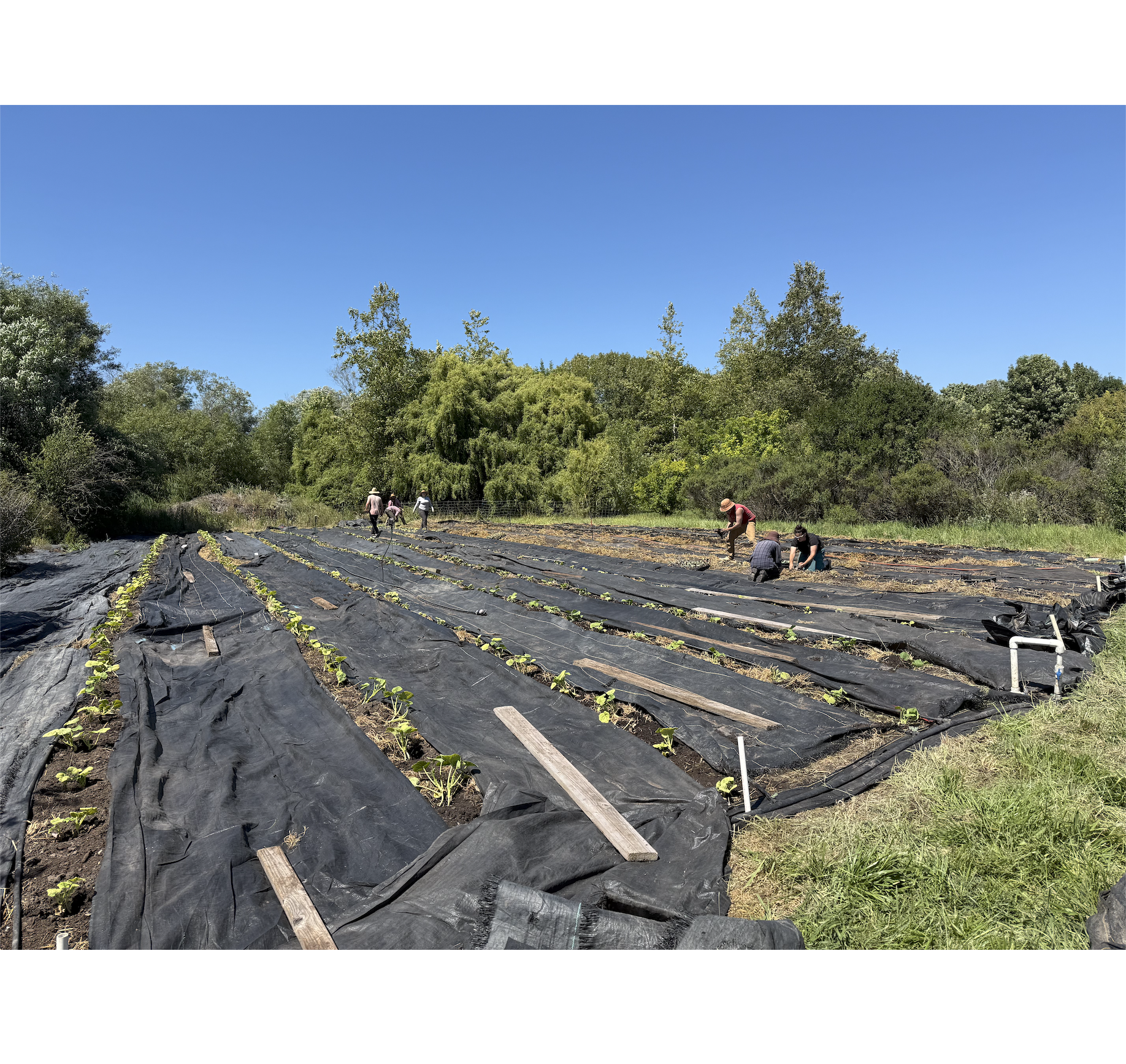 6/3/26 Farmer Notes at the cusp of June