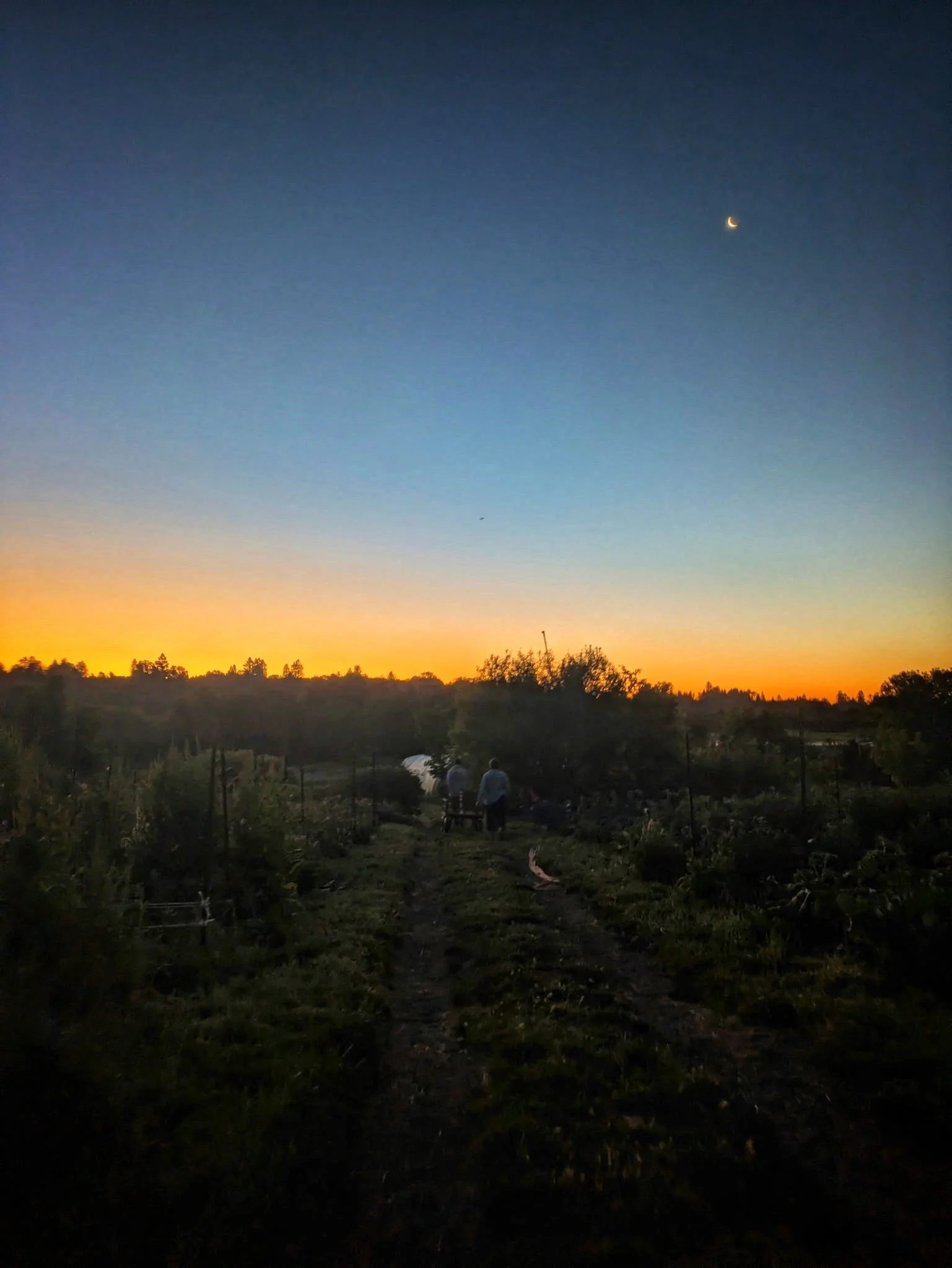 6/17/26 Summer Solstice&nbsp;…a time of great impatience!!