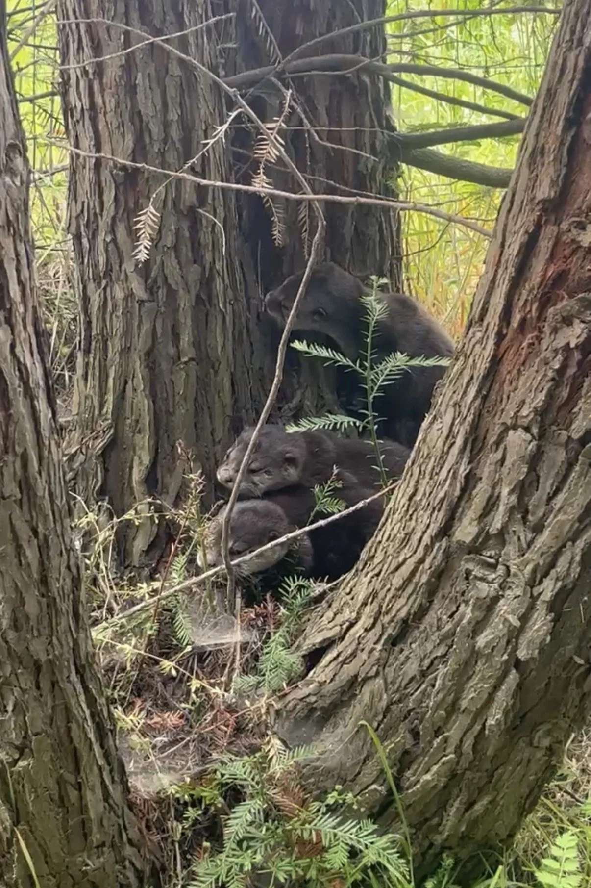 6/24/26 River Otter &amp; other creatures on the farm