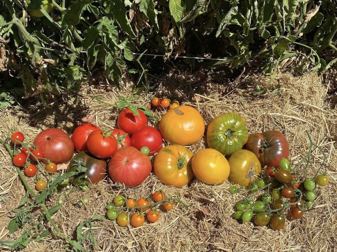 8/5/26  SFFs 2026 Tomato Line Up