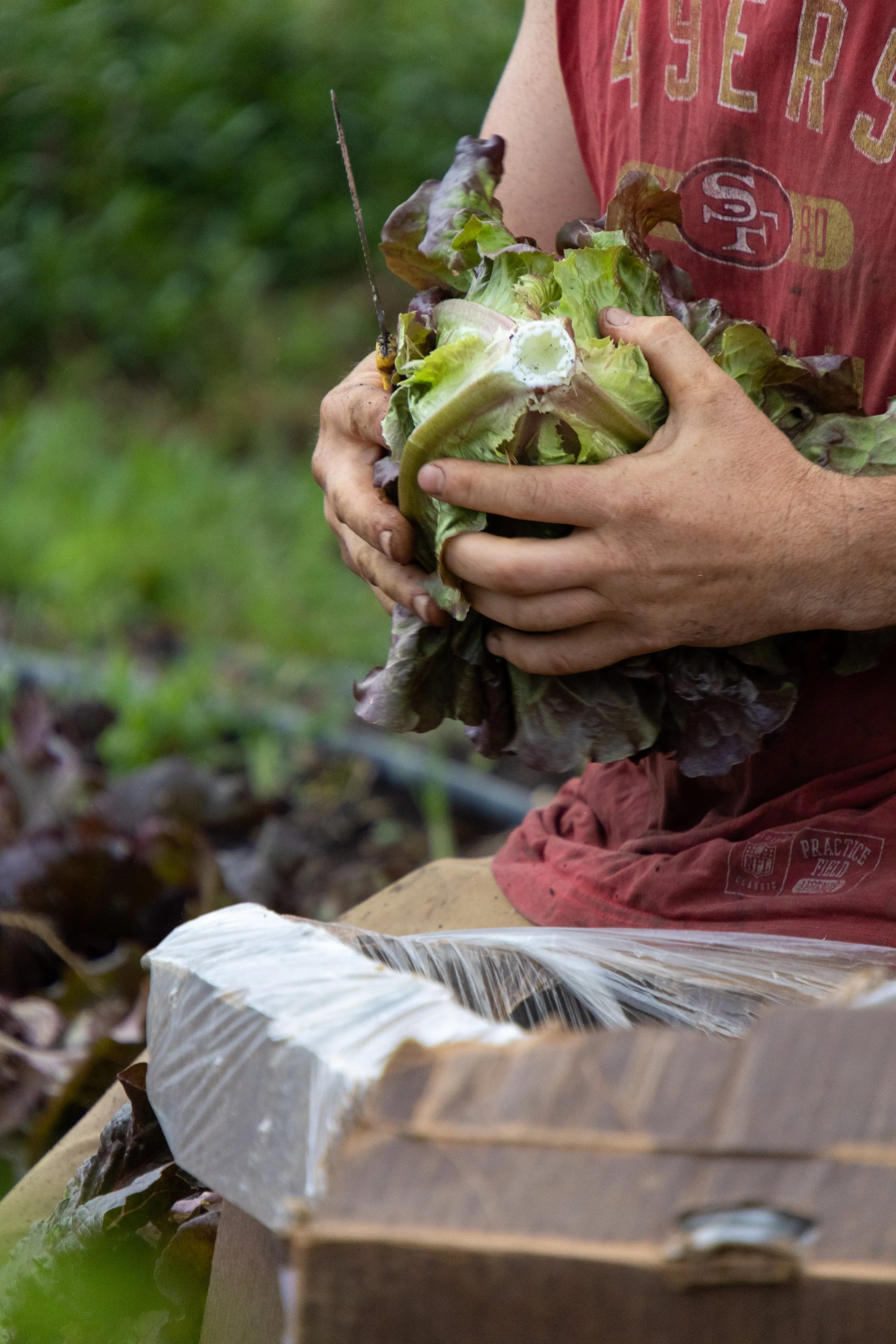 8/12/26 Food Safety &amp; Why Scale Matters