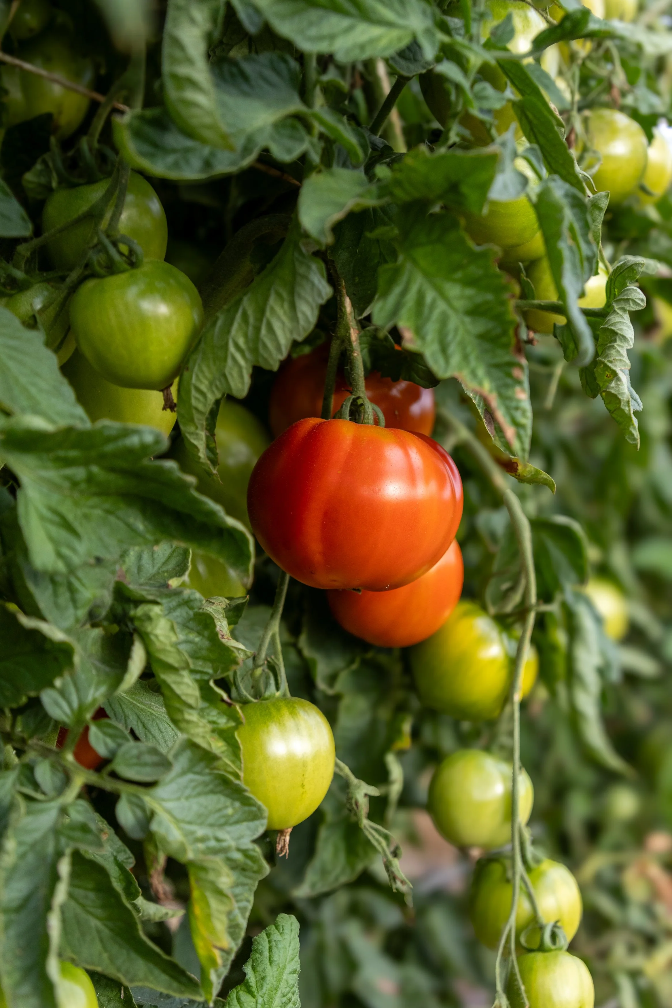 9/16/26 Preserving the Summer