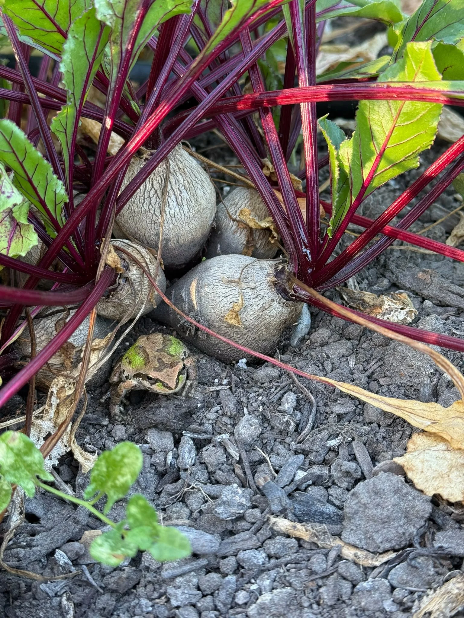 9/30/26 What’s coming in the CSA 