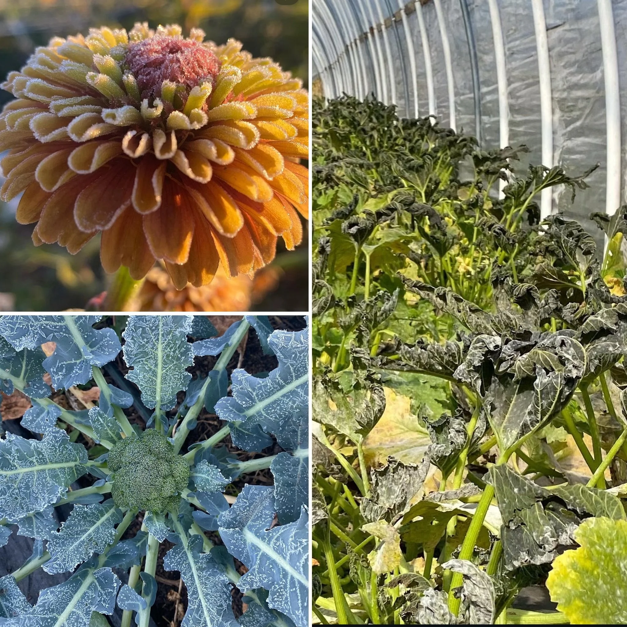 10/14/26 First Frost &amp; Food is Medicine