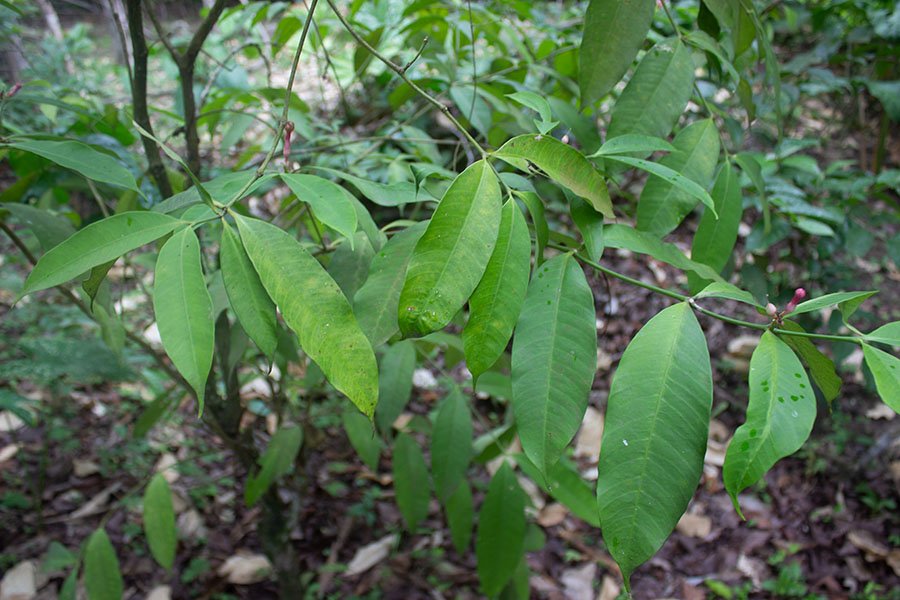 Photo of Tabernaemontana Undulata leaves