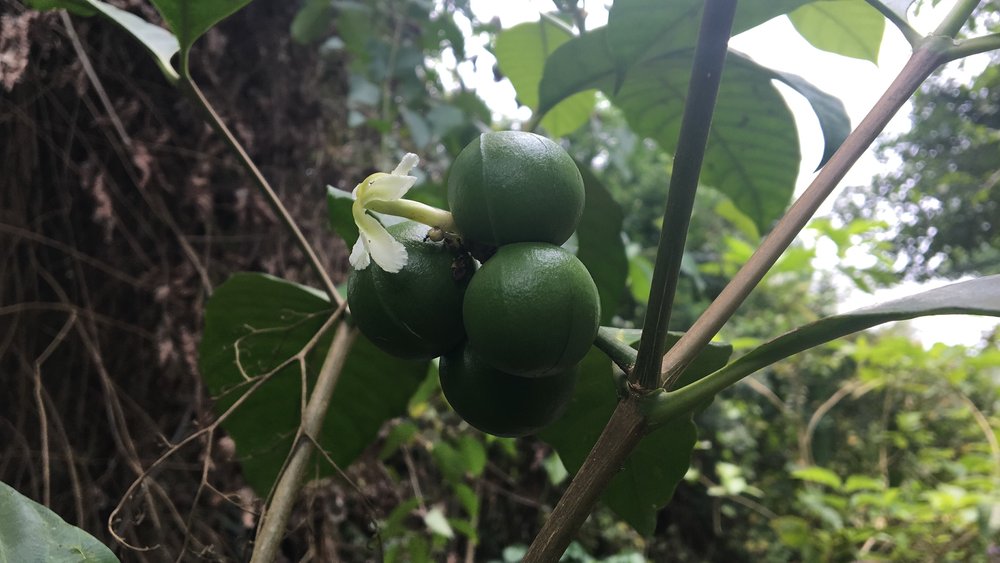 Photo of fruits and flowers of Tabernaemontana sananho