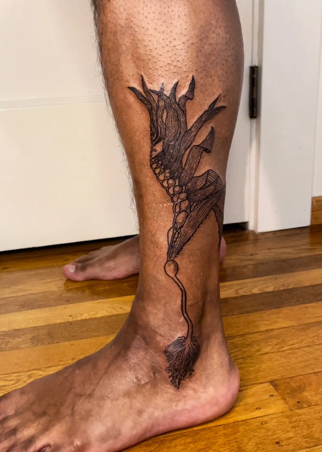 Kelp.jpg