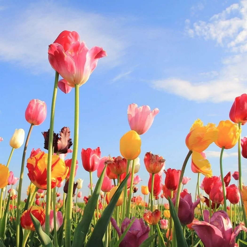 Welcome May!
