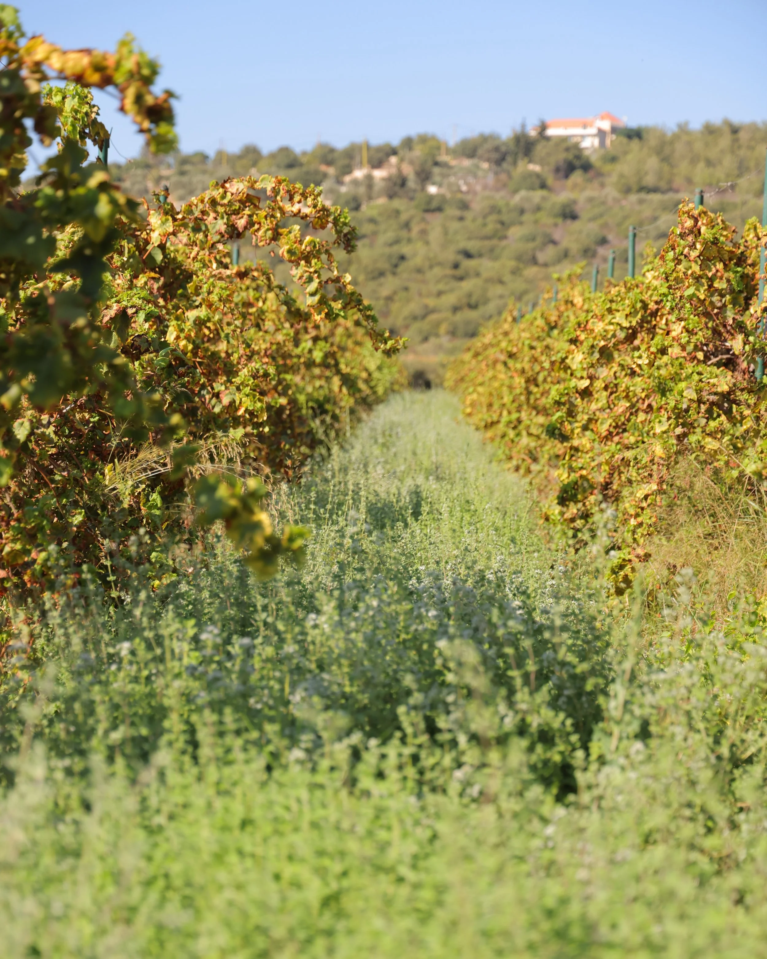 Thyme field1.JPG