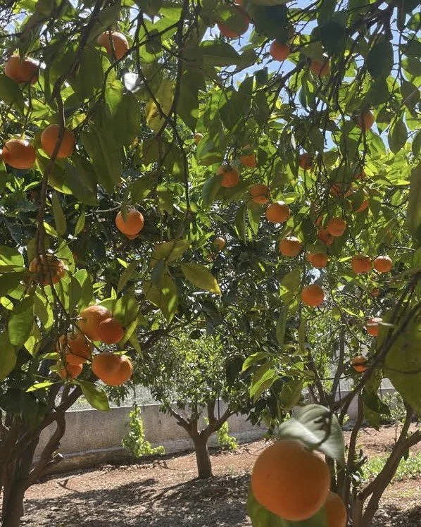 orange trees.jpg