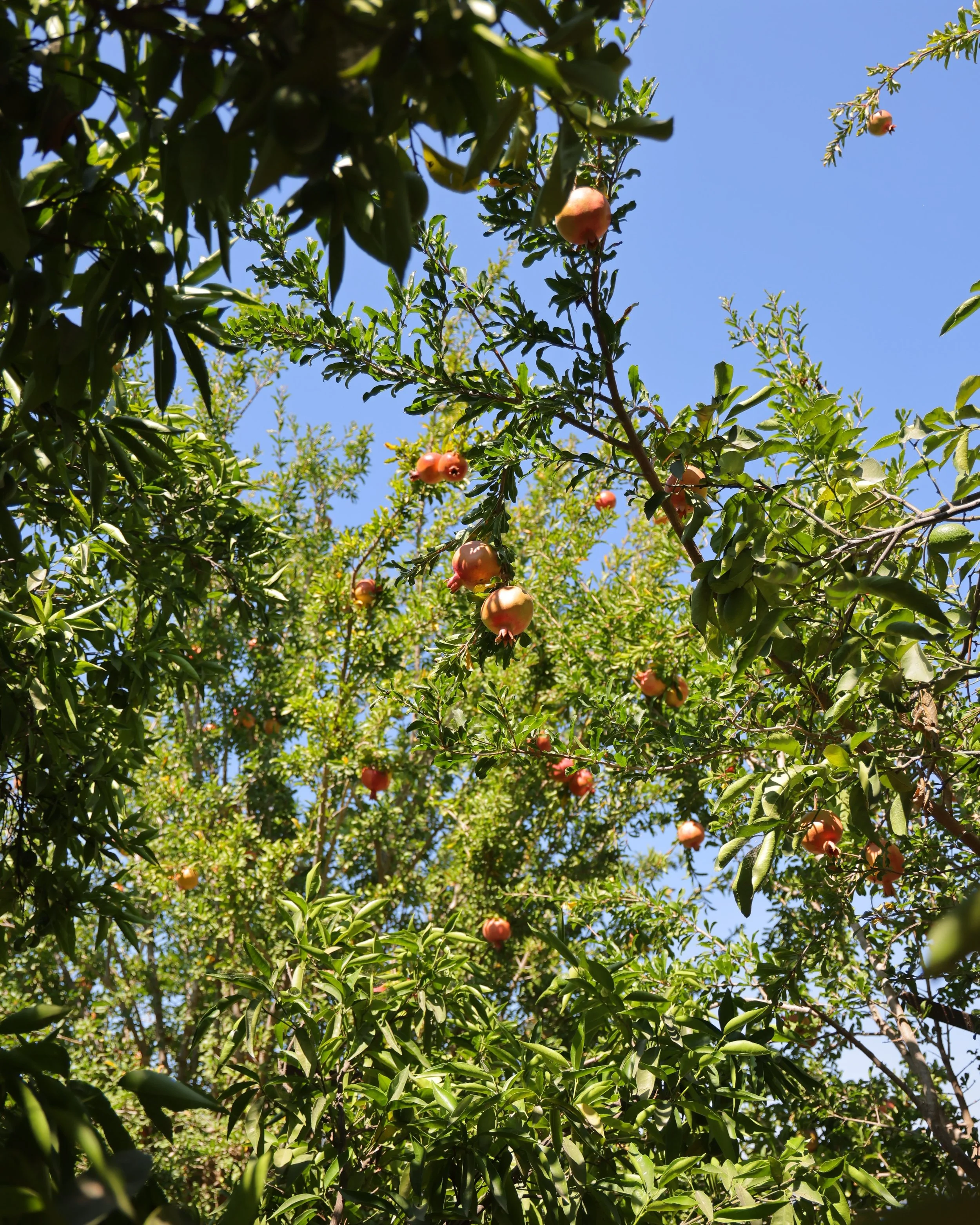 Pomegranate tree.JPG