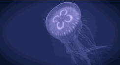 jellyfish.gif