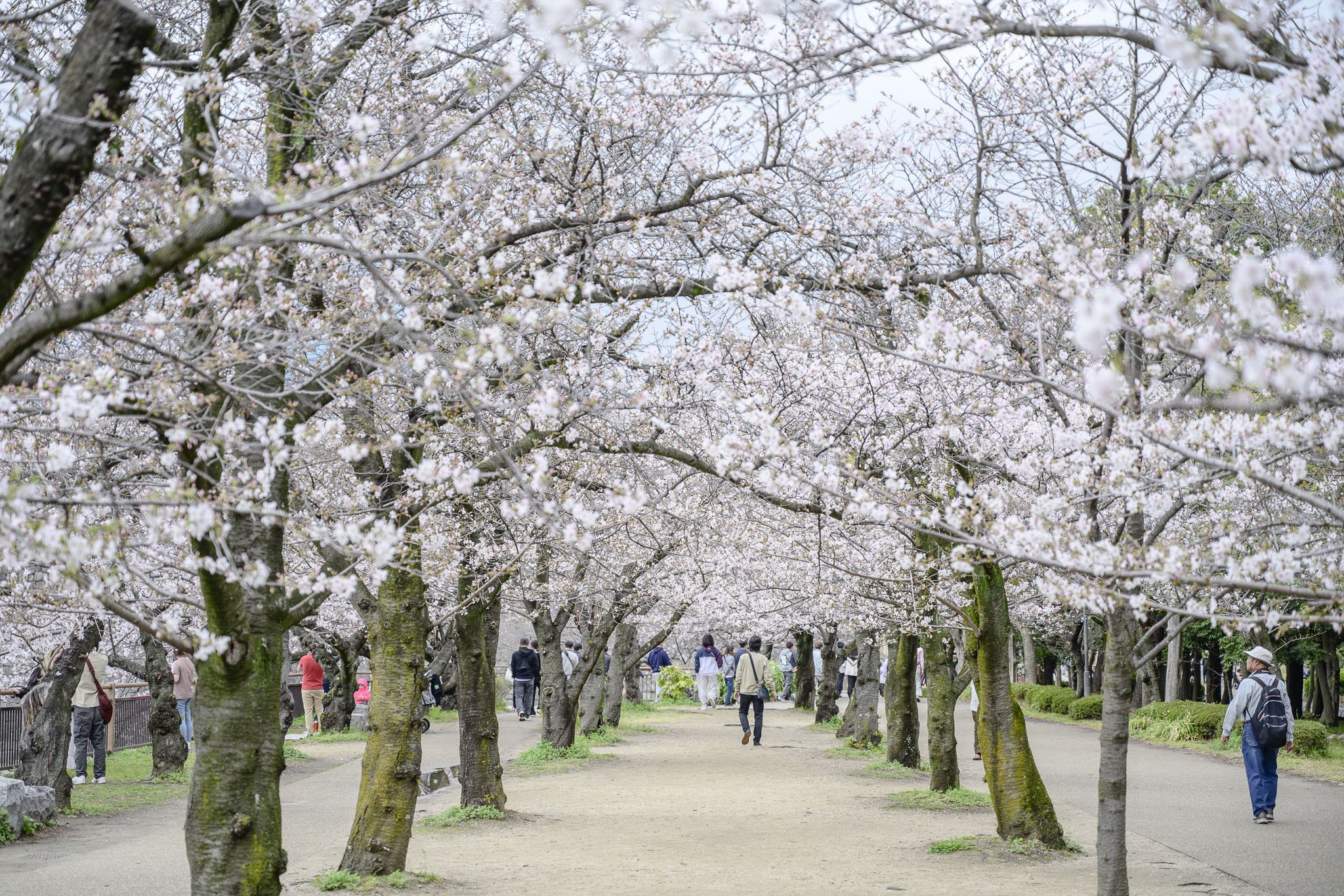 Osaka_Osaka Castle_260431_019.jpg