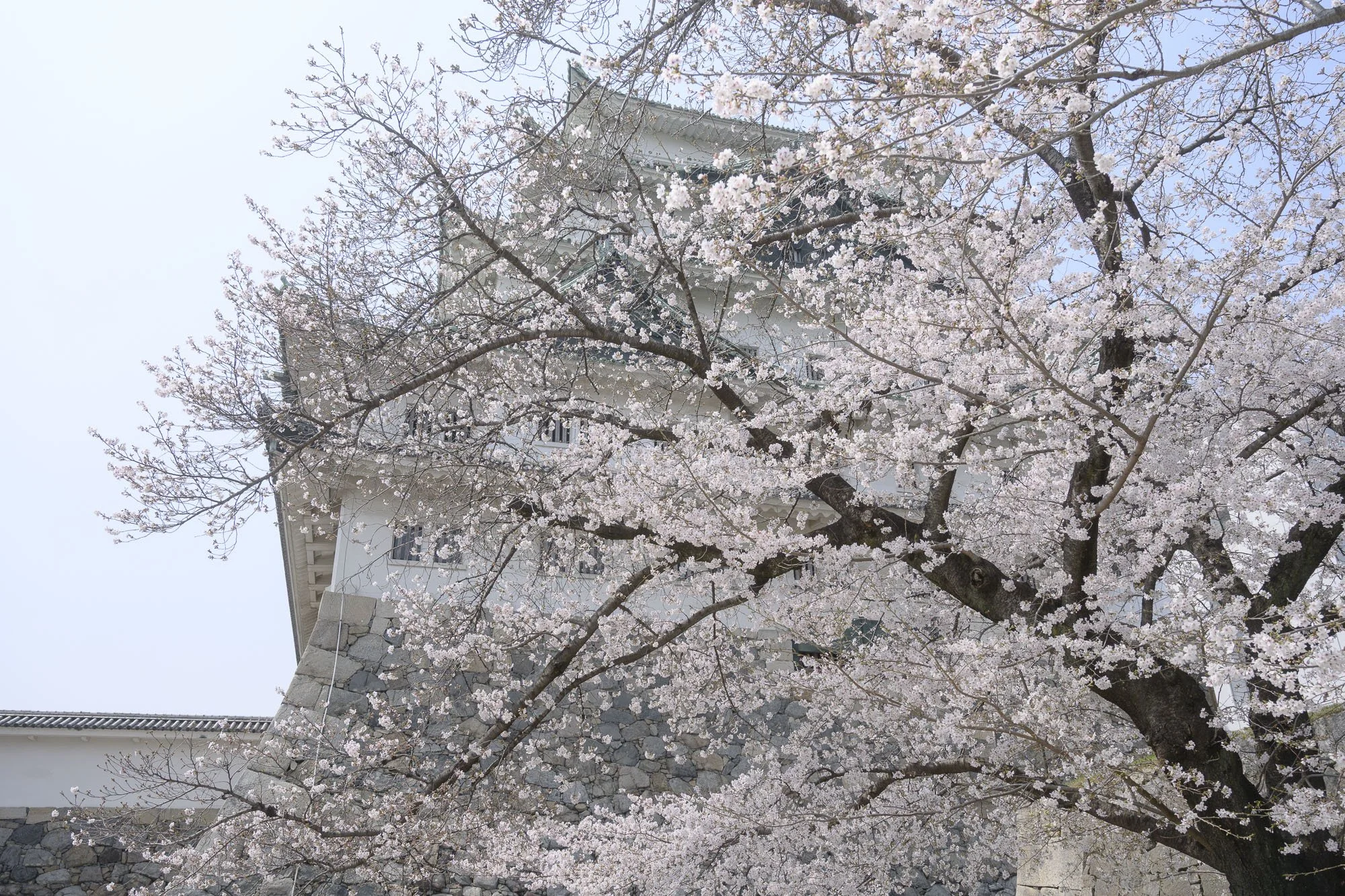 Nagoya_Castle_260329_049.jpg