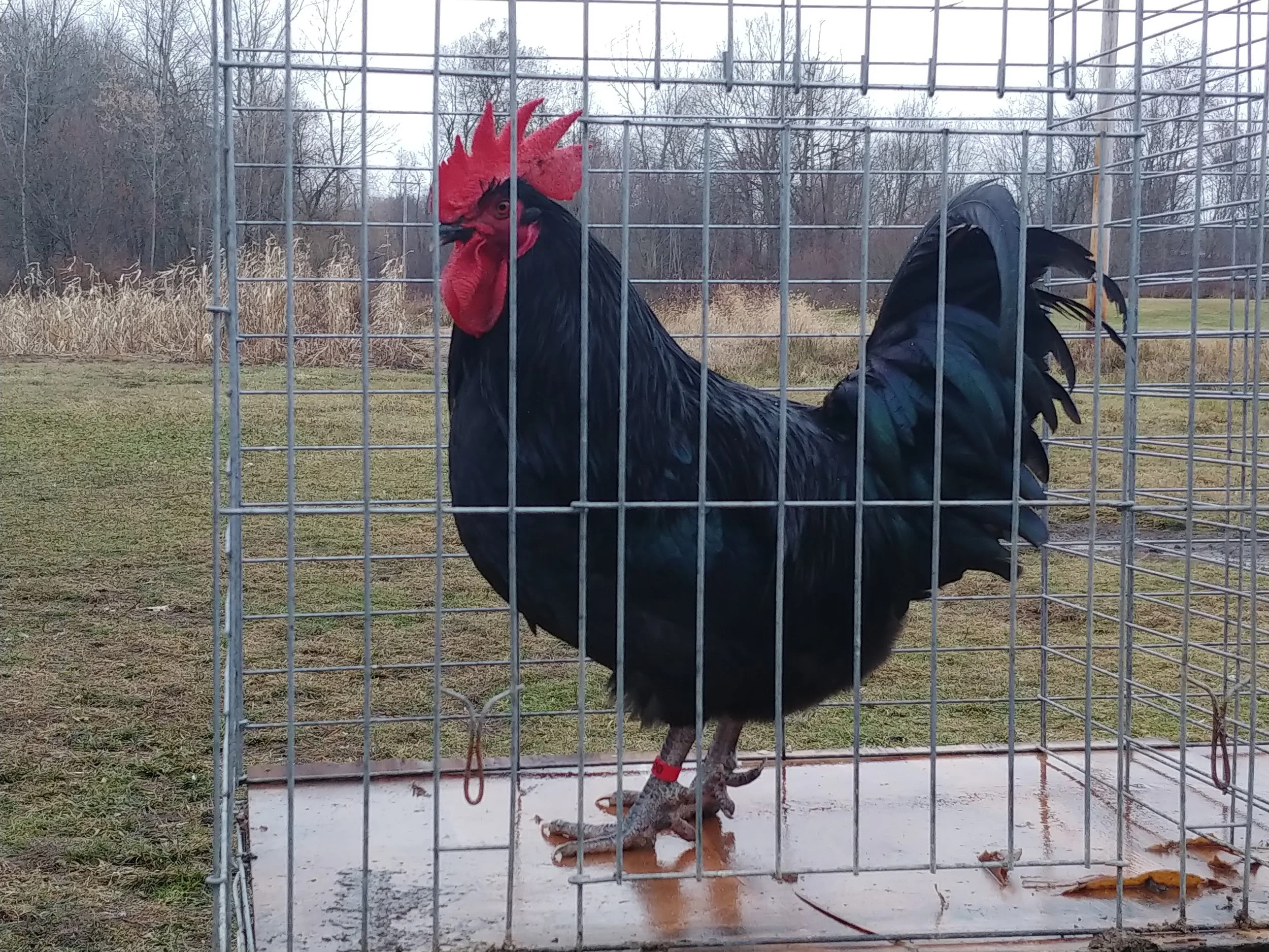 Dorking chickens Ester Run Farm