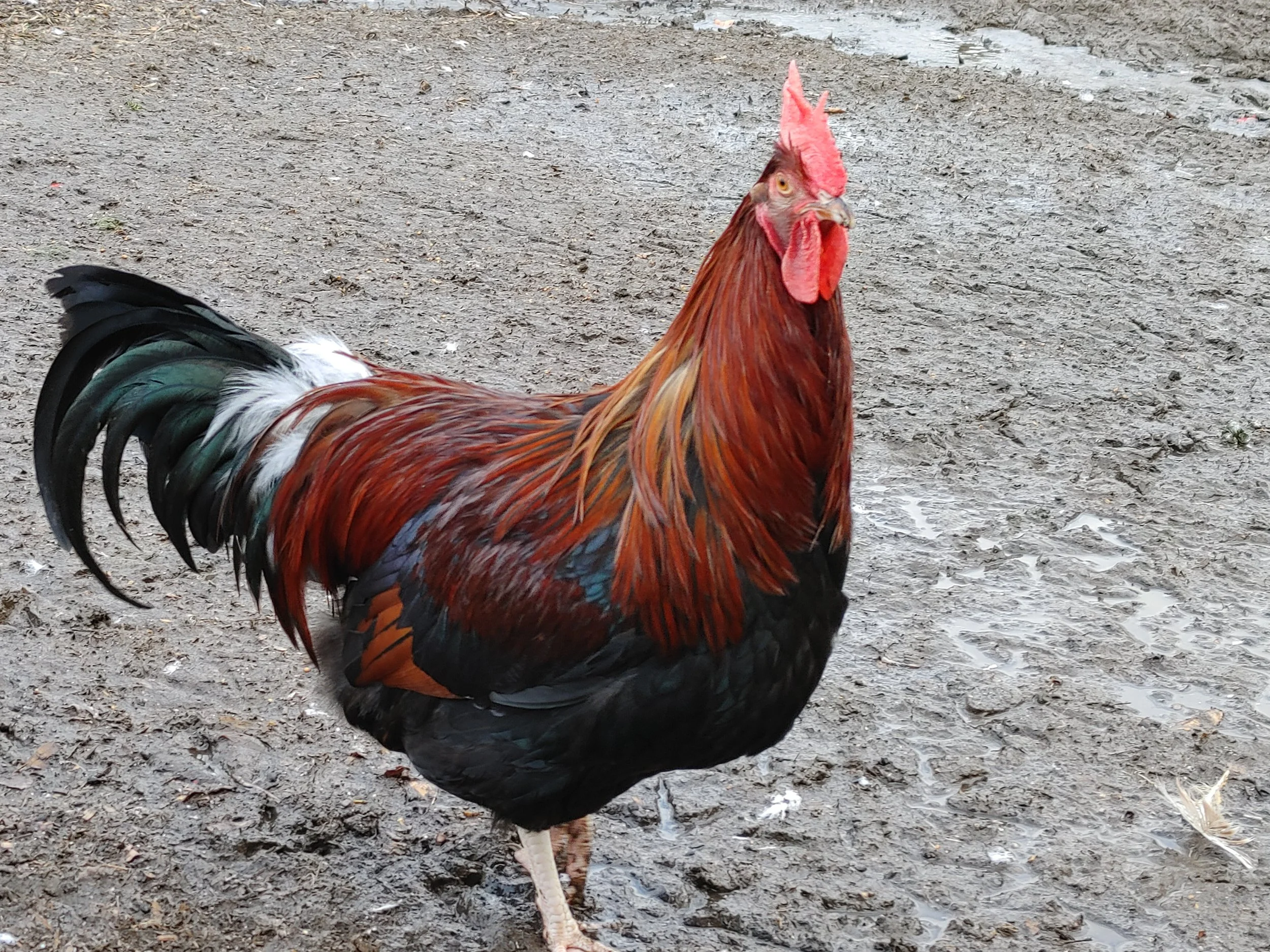 Red Dorking Cockerel, 2021
