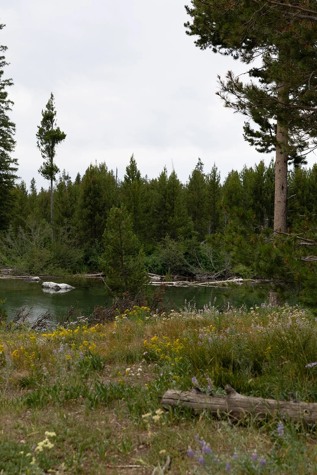 A tranquil riverside scene with a calm water body, green trees, and wildflowers in the foreground, under a cloudy sky.
