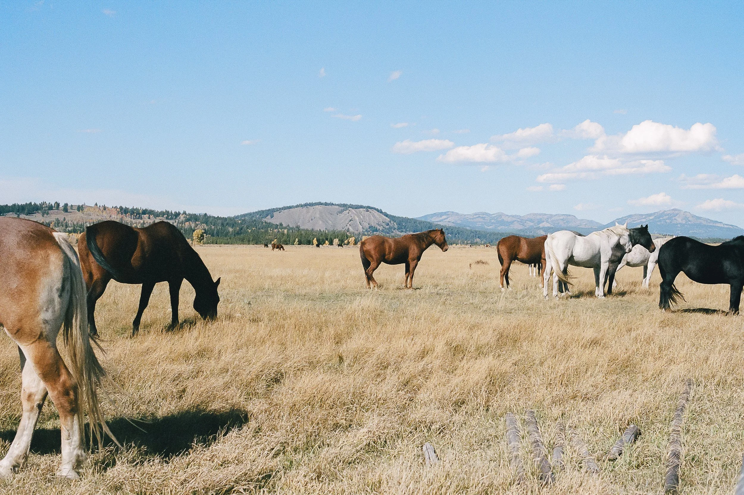 Several horses grazing in a wide open grassy field with mountains and a blue sky with clouds in the background.