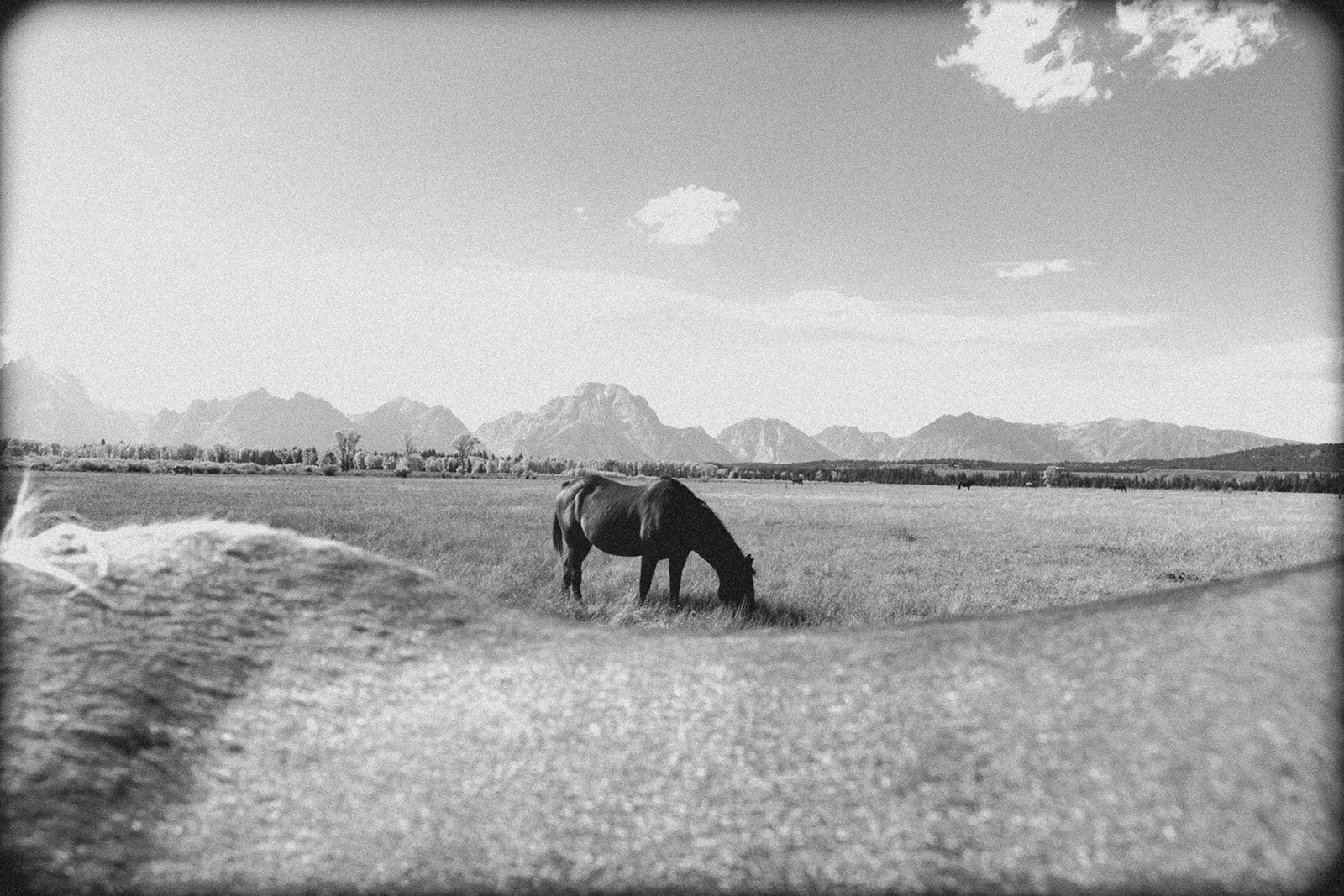 A black horse grazing on grass in a vast open field with mountains and a few clouds in the sky in the background.