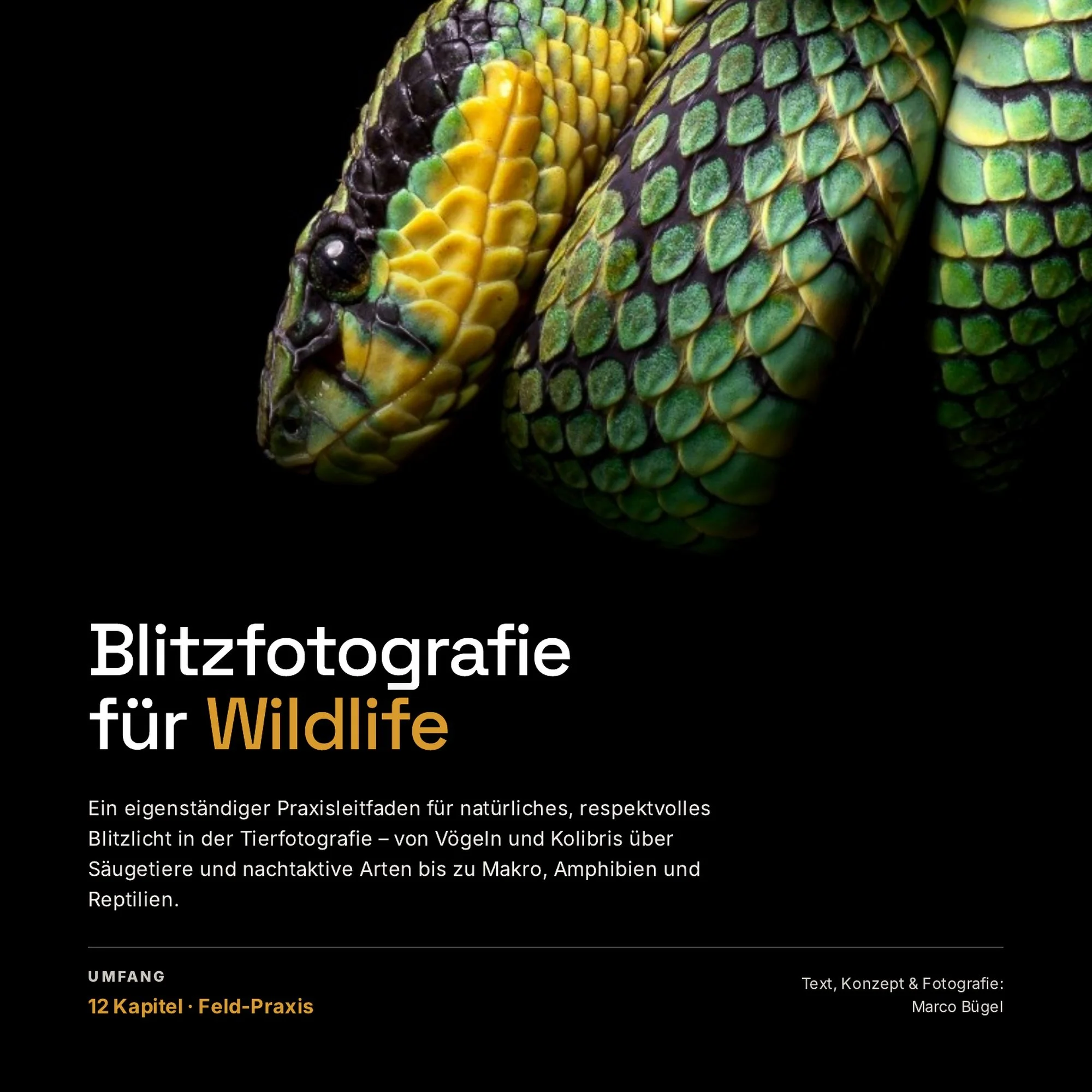 Blitz_Cover_1x1_randlos.jpg