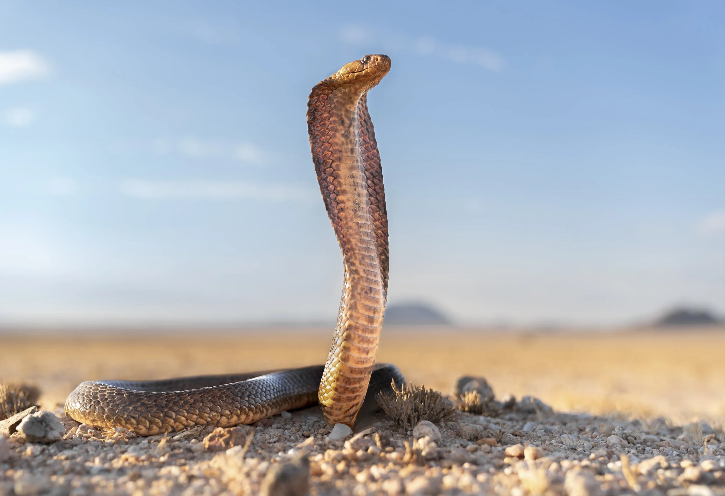 Kapkobra_Namibia_A7RIV_40mm.jpg