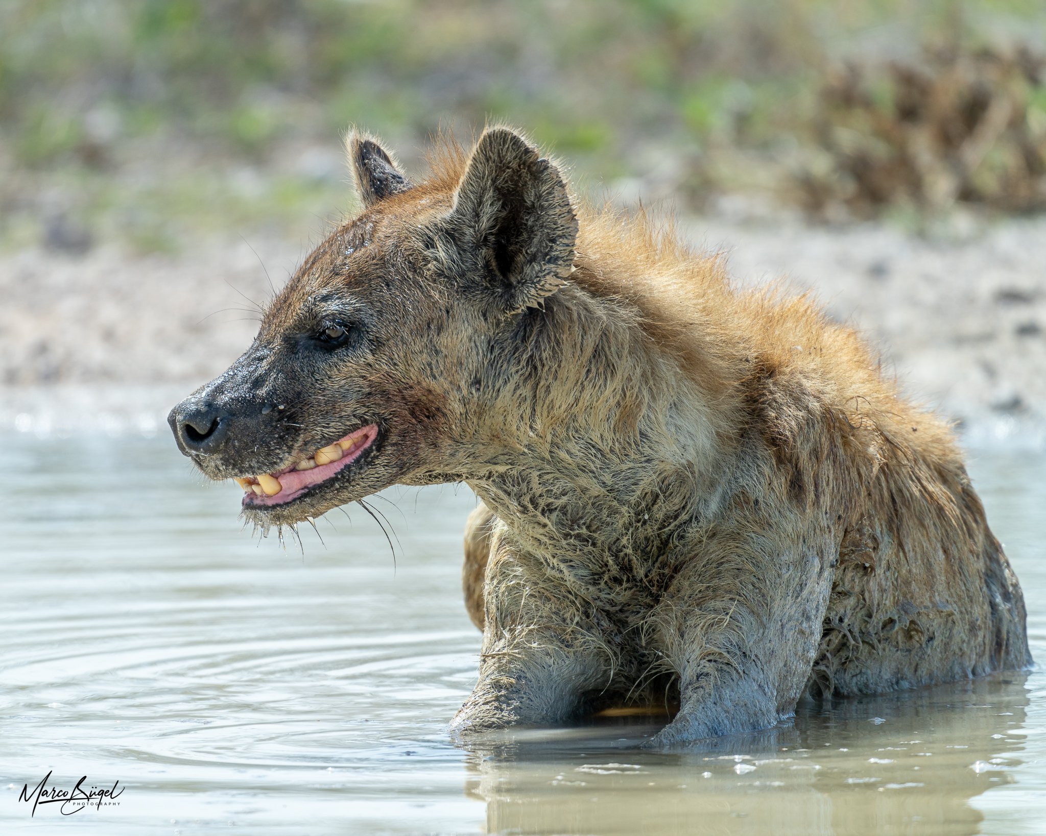 Spotted Hyena-0830.jpg