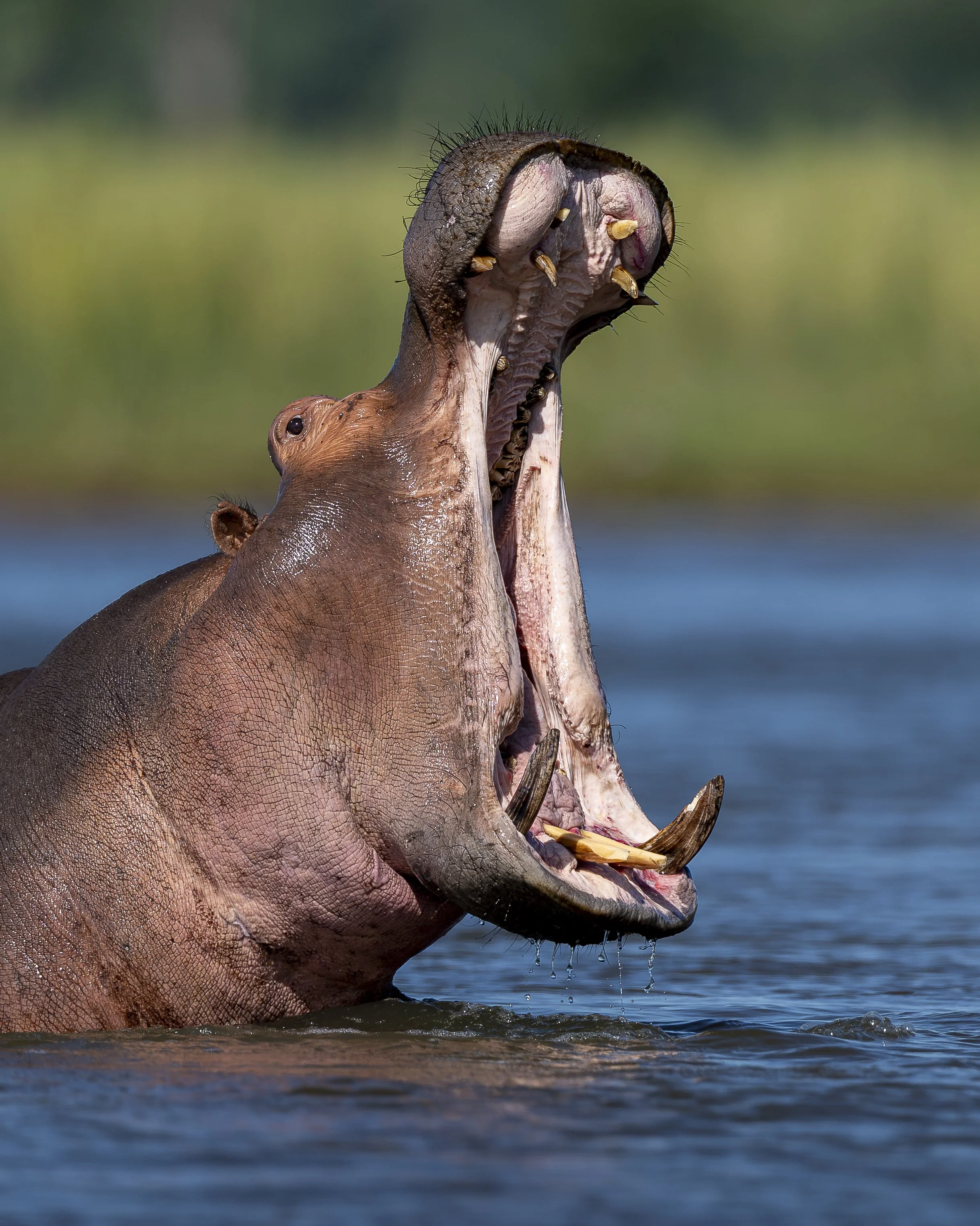 Hippo Ywan CloseUp_01_LZNP_A1_600GM.jpg