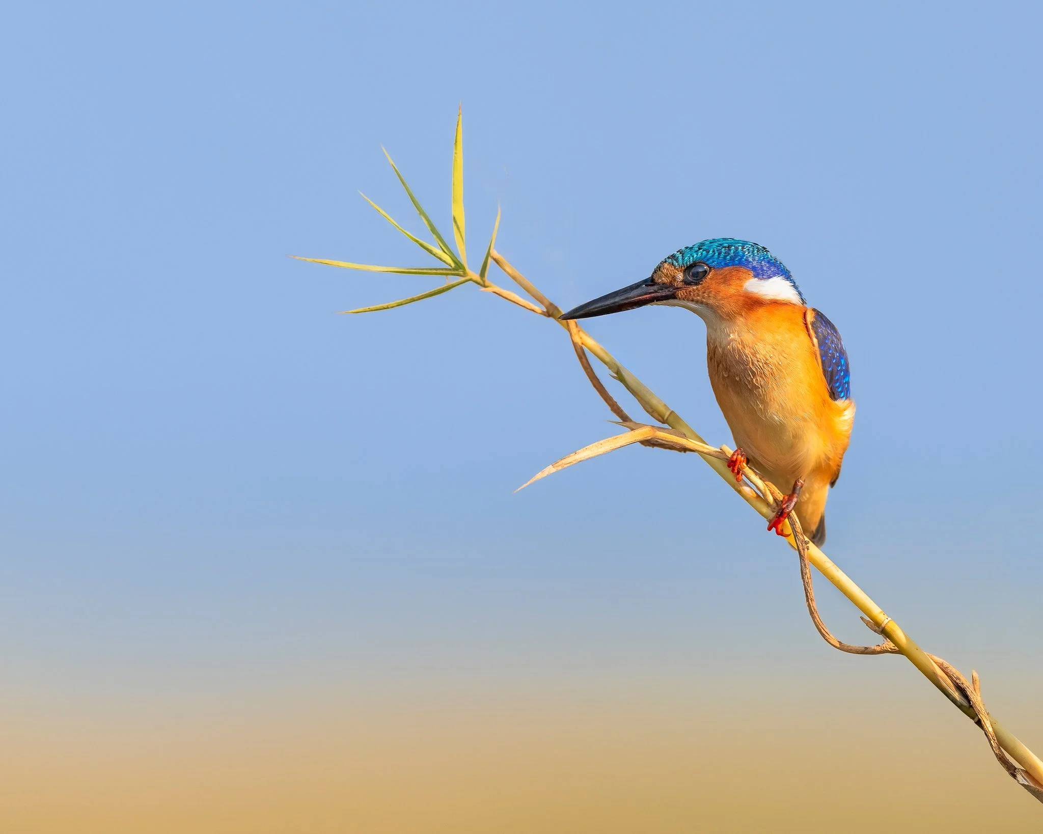 Malachite Kingfisher Chobe_PS.jpg