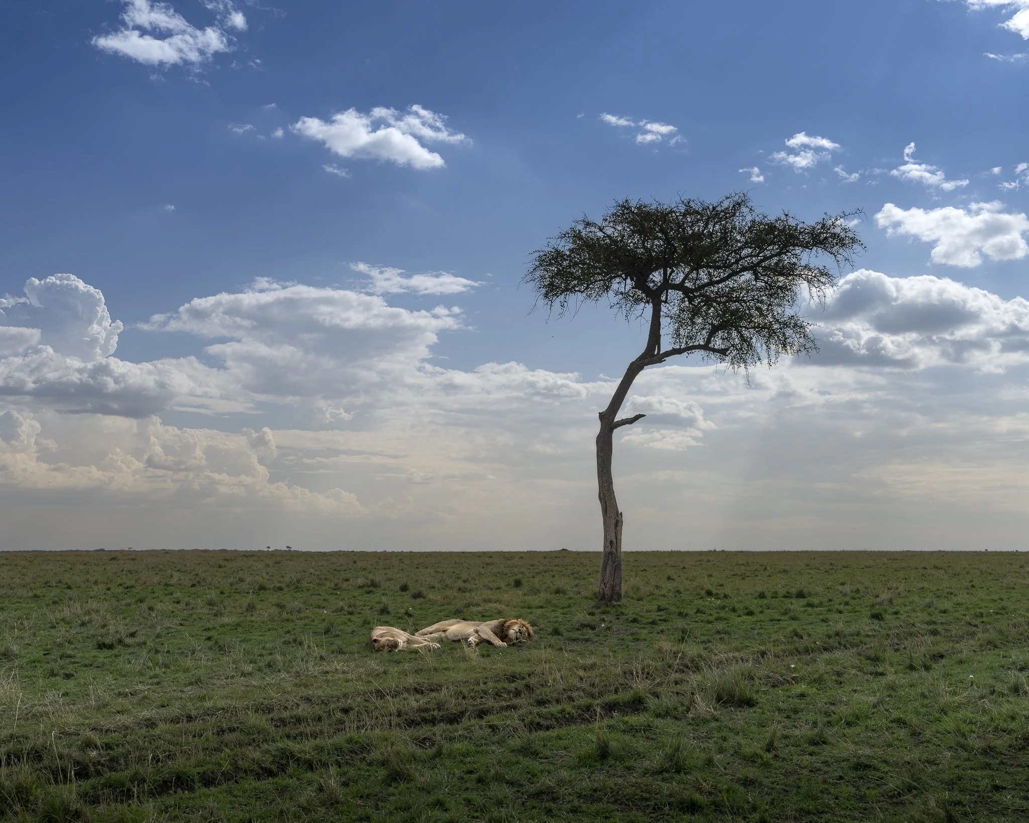 Typical Lion Scene_Mara.jpg