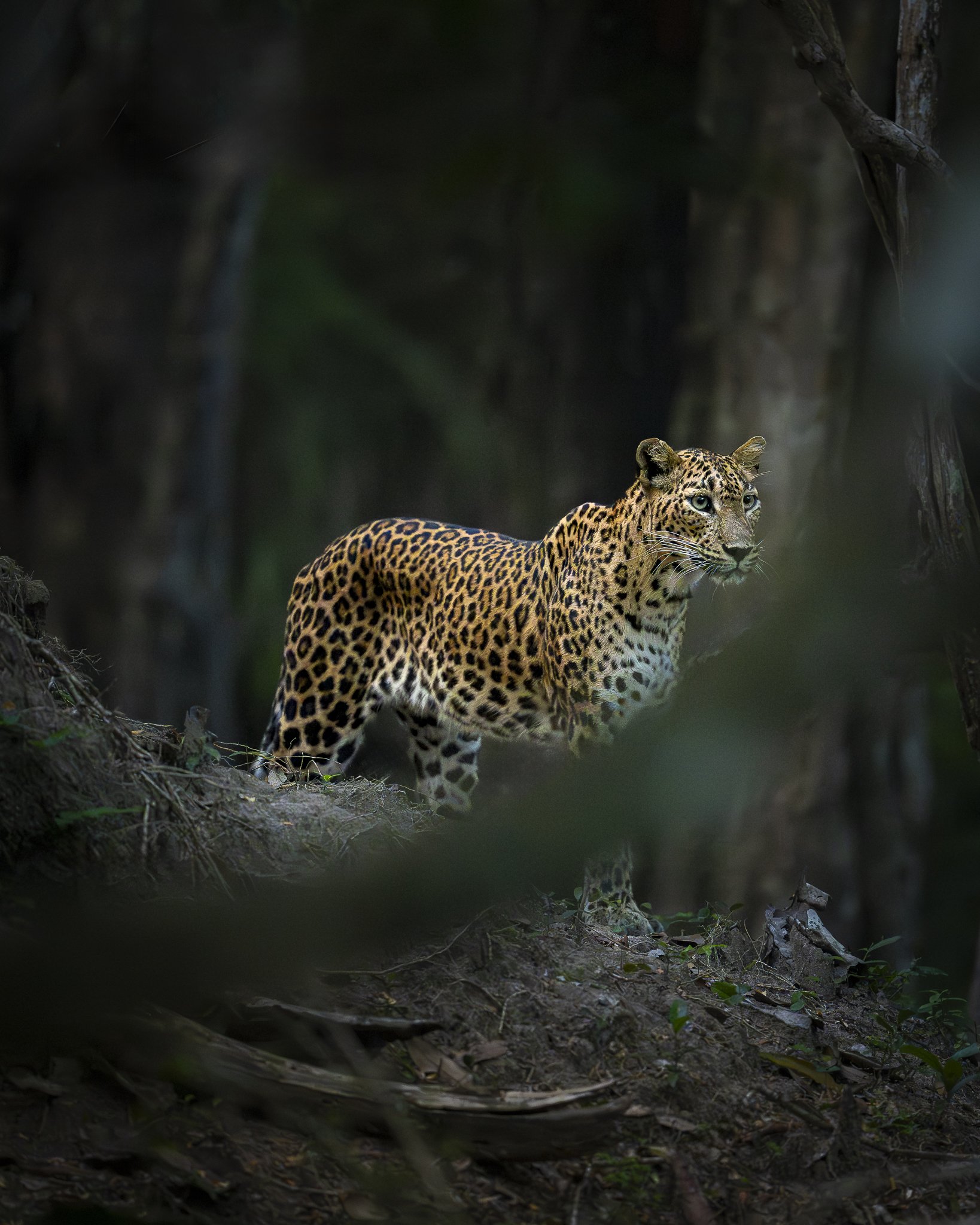 Leopard_01_SRL0326_A1II_300GM.jpg