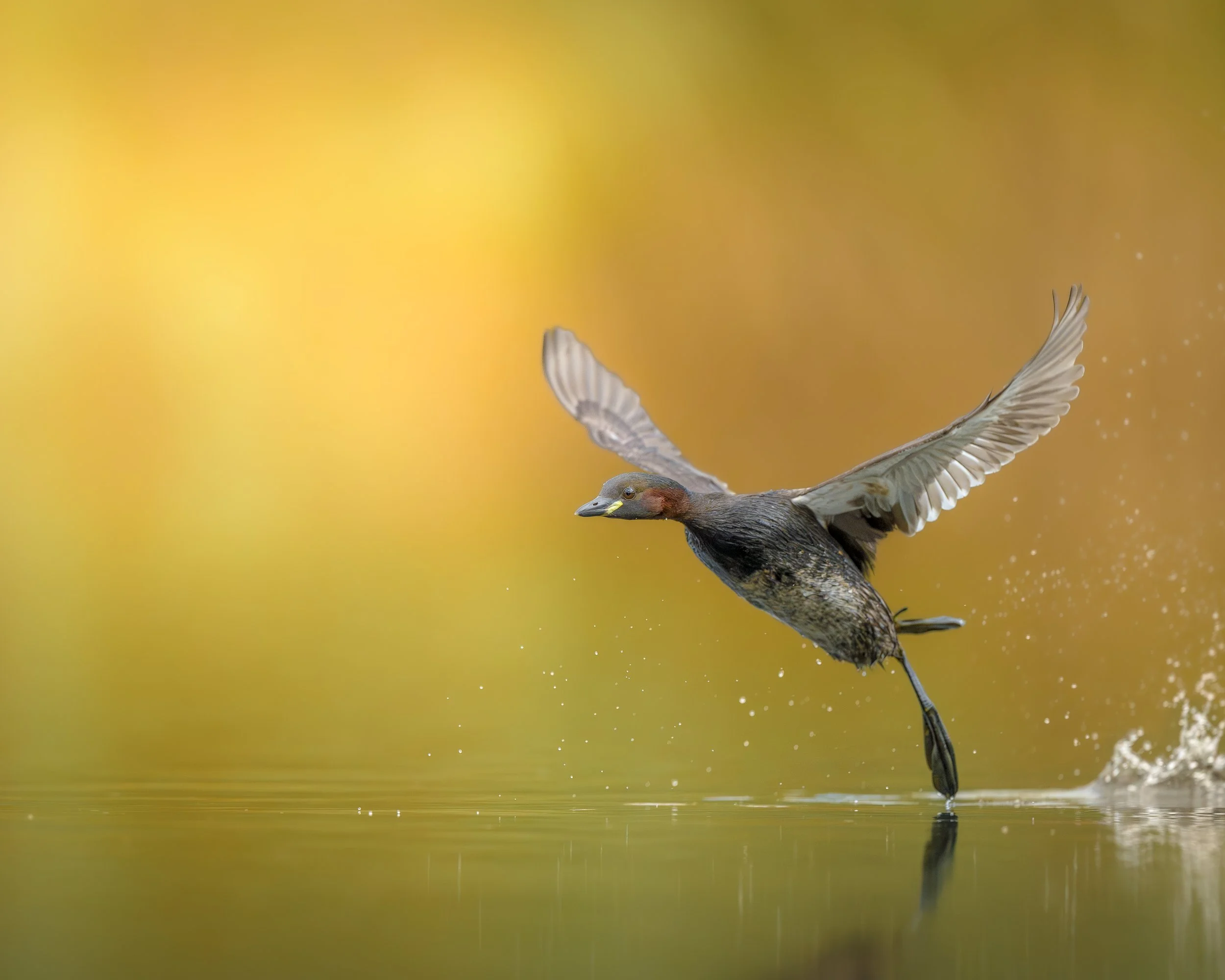 Zwergtaucher take-off_CH_A1_600GM.jpg