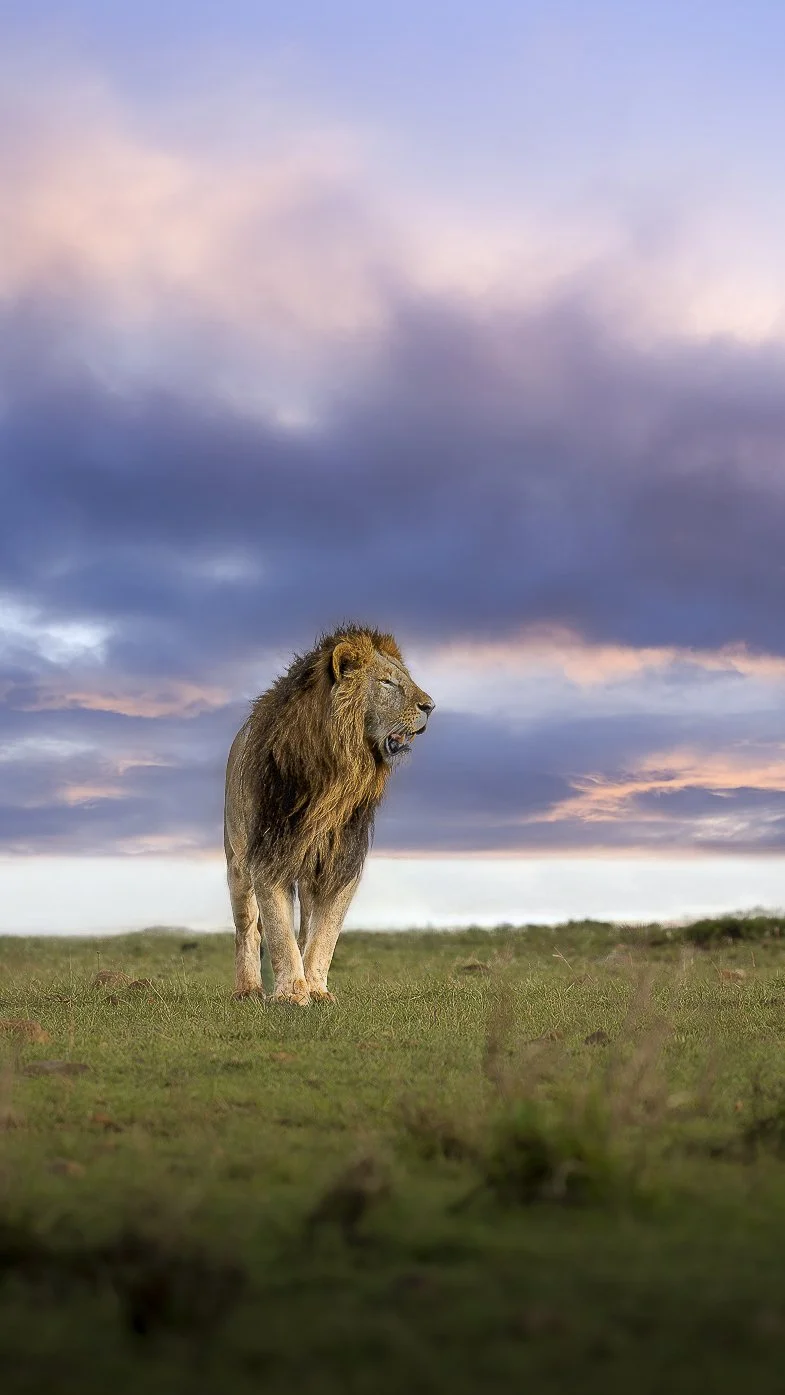 Löwe before rain_01_Mara_Chobe_A1_400GM.jpg