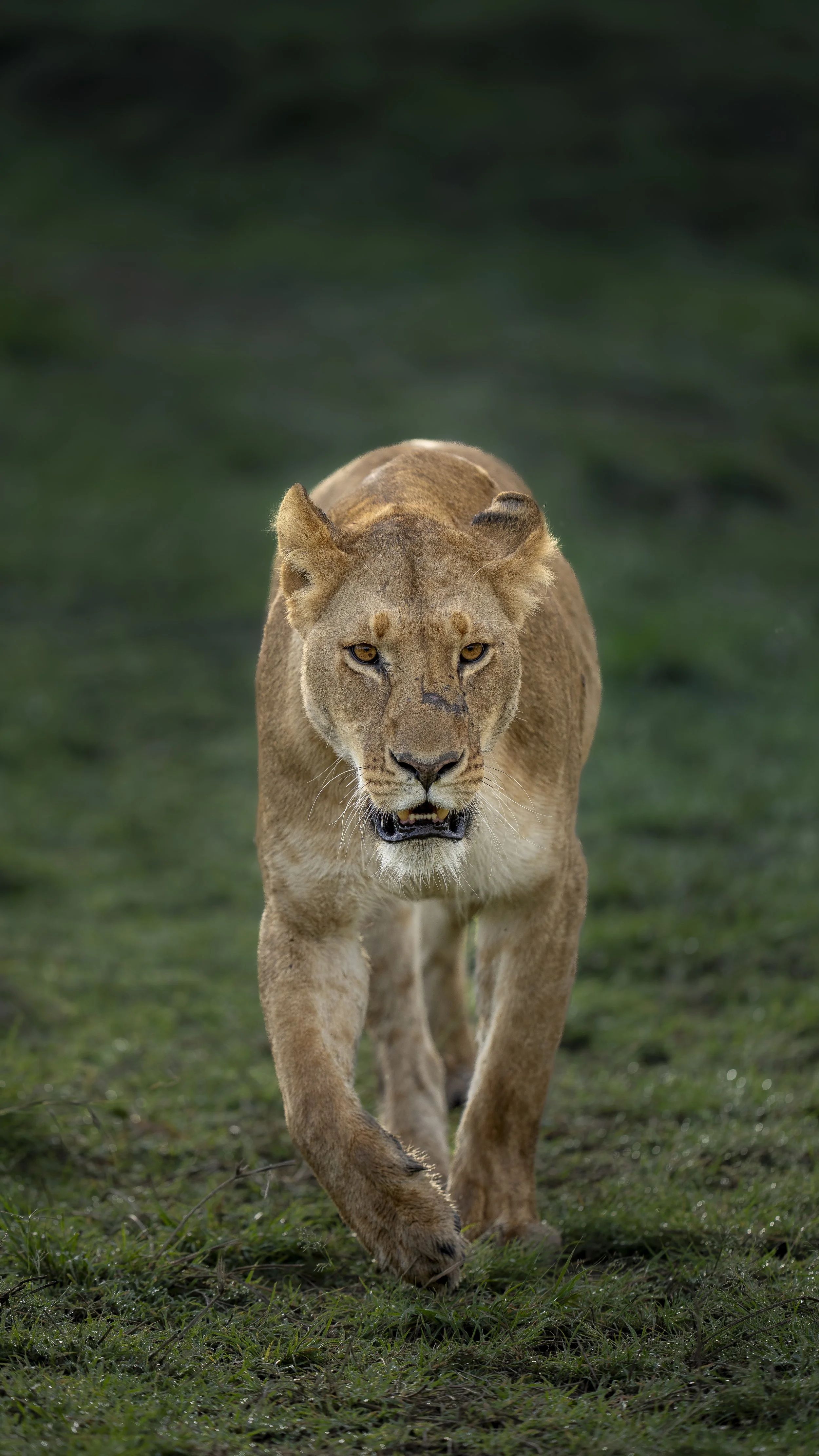 Female stretch_01_Mara_A1_400GM.jpg