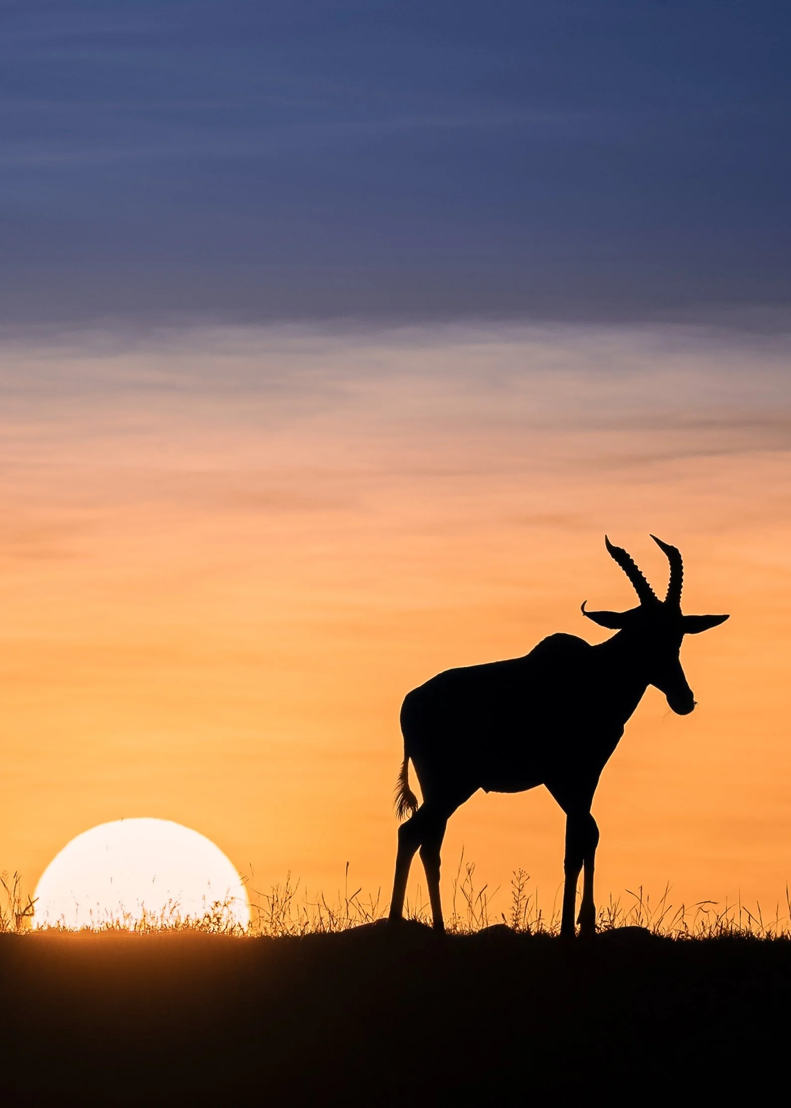 Topi sunset_01_Mara_Chobe_A7SIII_400GM.jpg