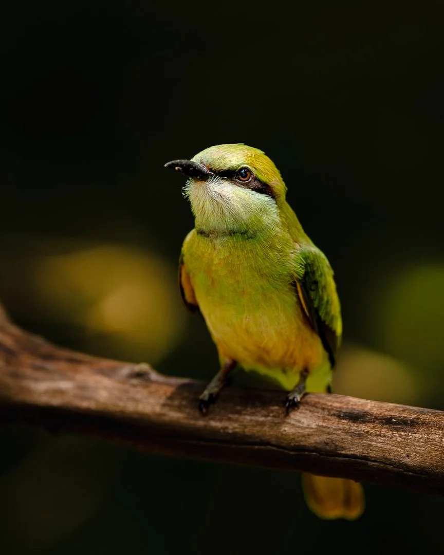 Asian+Green+Beeeater_1350p_SriLanka_A9III_600GM.jpg