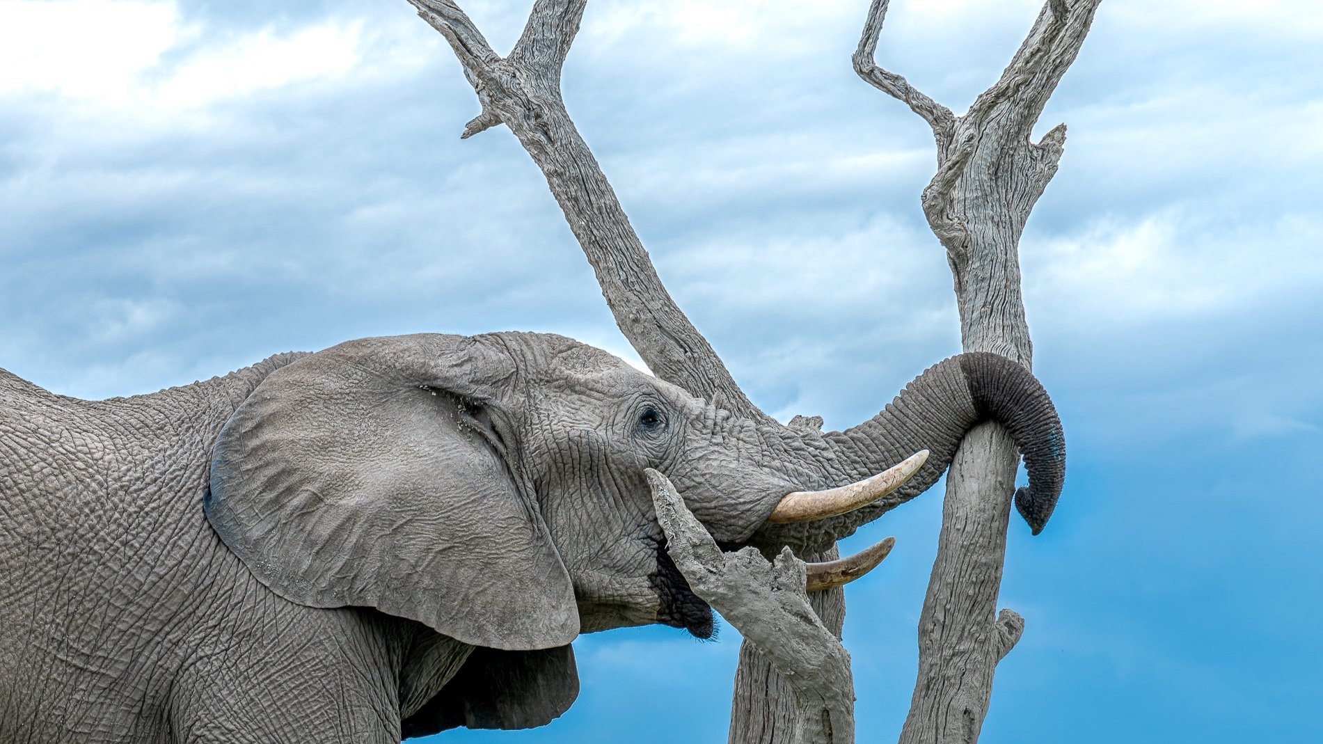 Elephant-0119.jpg