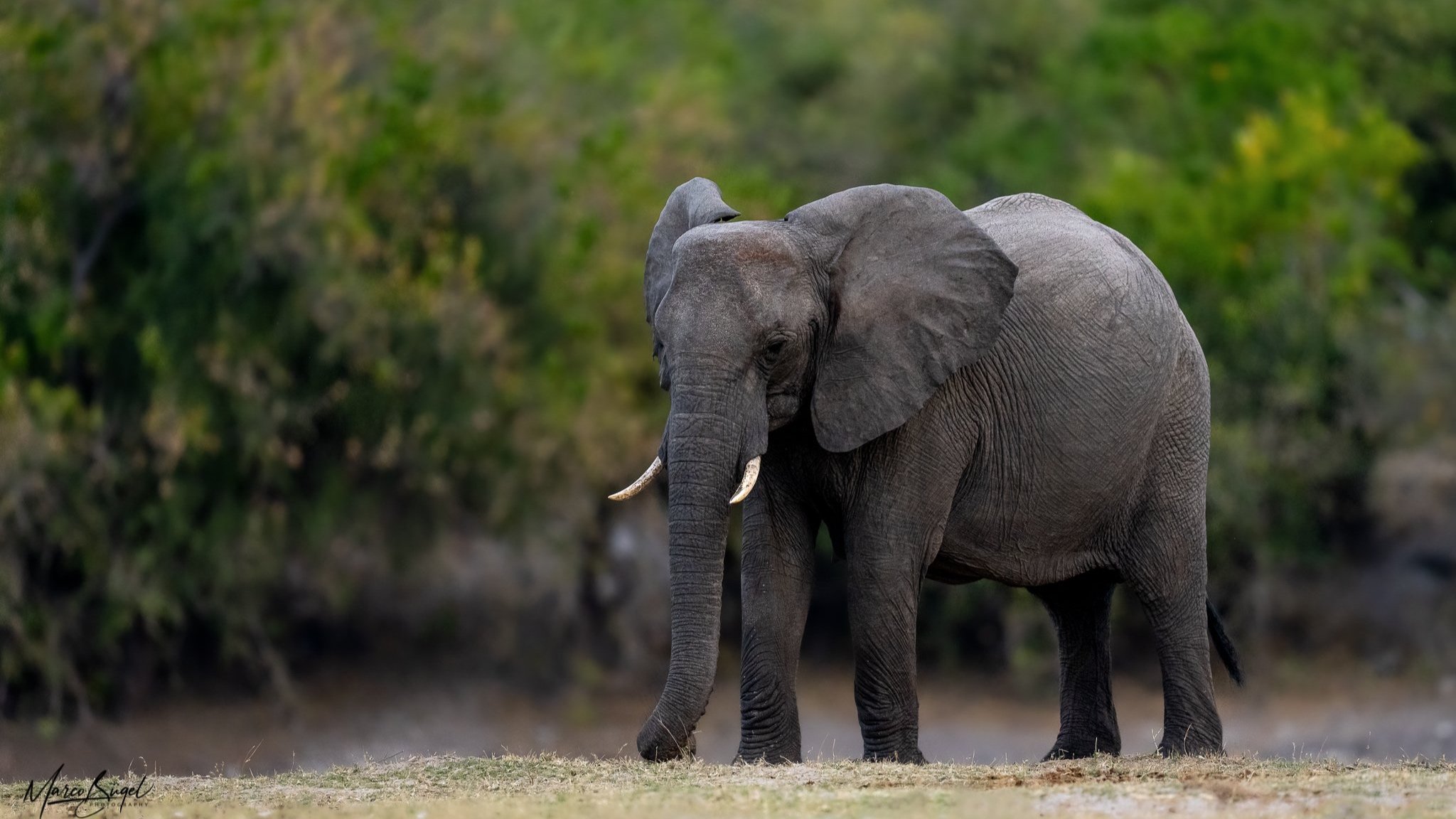 Elephant.jpg