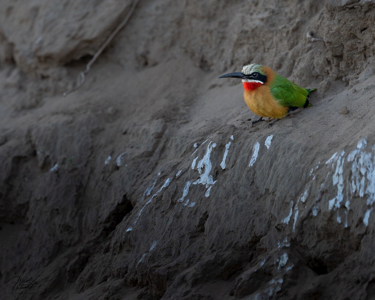 A pretty little white fronted bee-eater from the lower Zambezi in Zambia. These birds are almost everywhere there, inland as well as right at the banks of the Zambezi where they are nesting in the sand walls (Photo by @mabuphotography )

#birding #bi