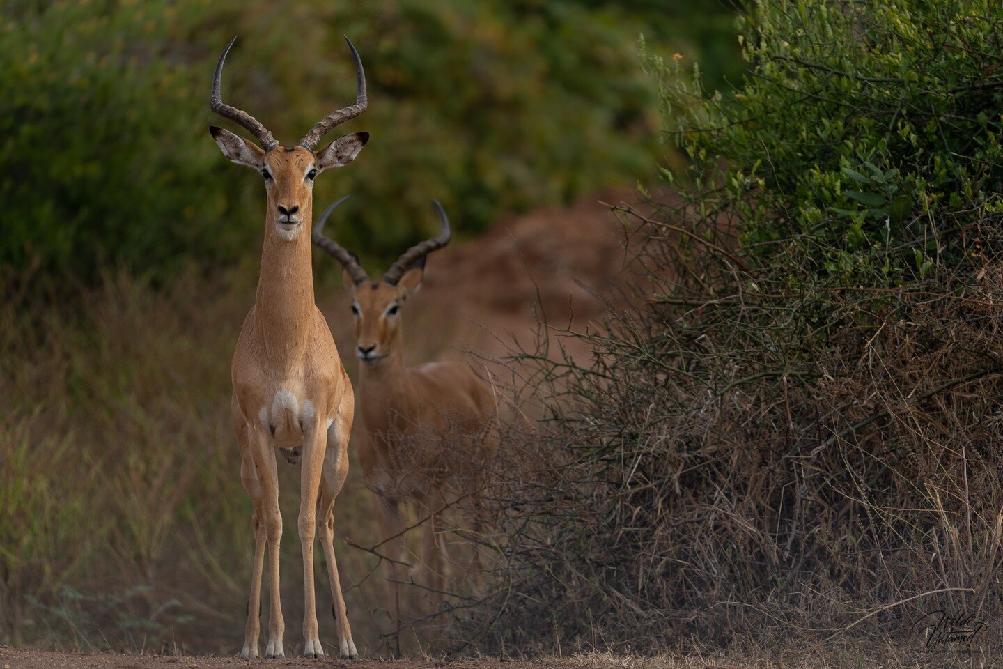 It's a male impala's role to looks after a group of females and produce offspring. 
But competition is tough and these few spots are heavily fought over. The ones that don't succeed (for the moment in time) form alliances with their competitors which