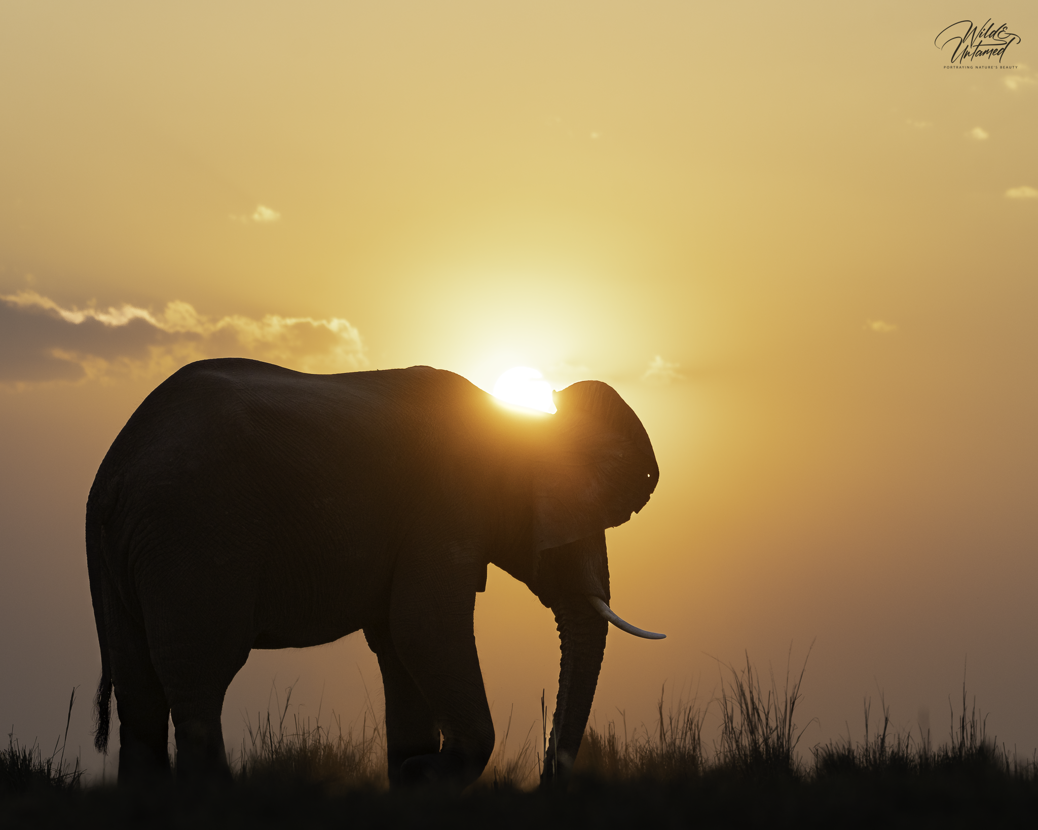 Elephant_Sunset_Chobe2022-2.png