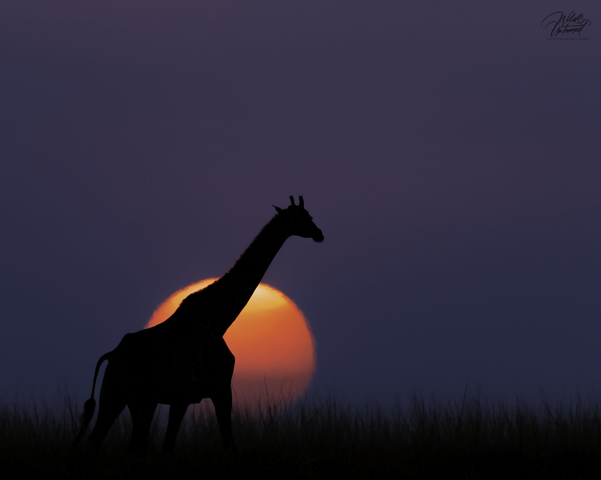 Giraffe_Sunset_Chobe2022.png