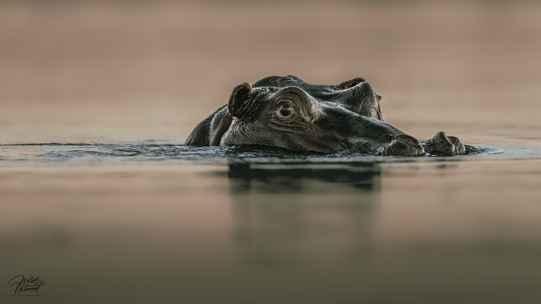 Hippo Okavango Delta.png