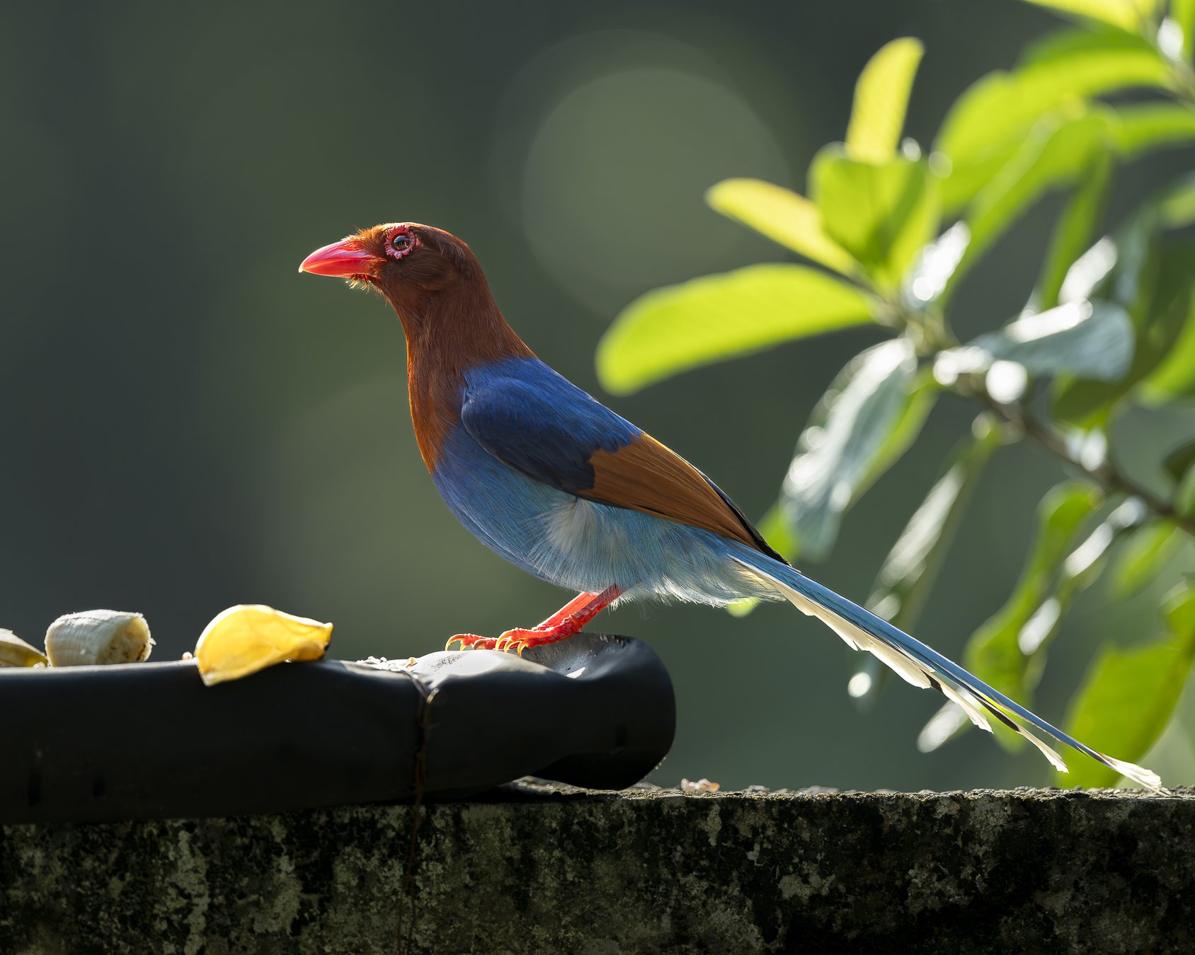 Blue Magpie Feeder_A1_600GM_SRI.jpg